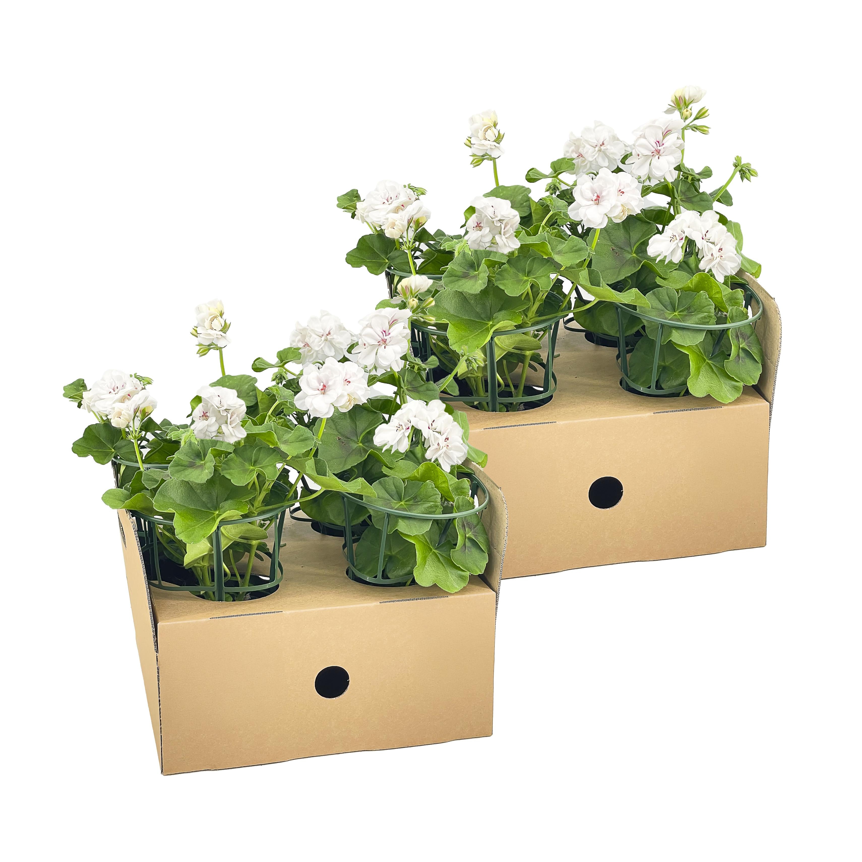 Bild für Variante ↨20 – 30cm・⌀12cm・weiße Blüten・2×4er-Set