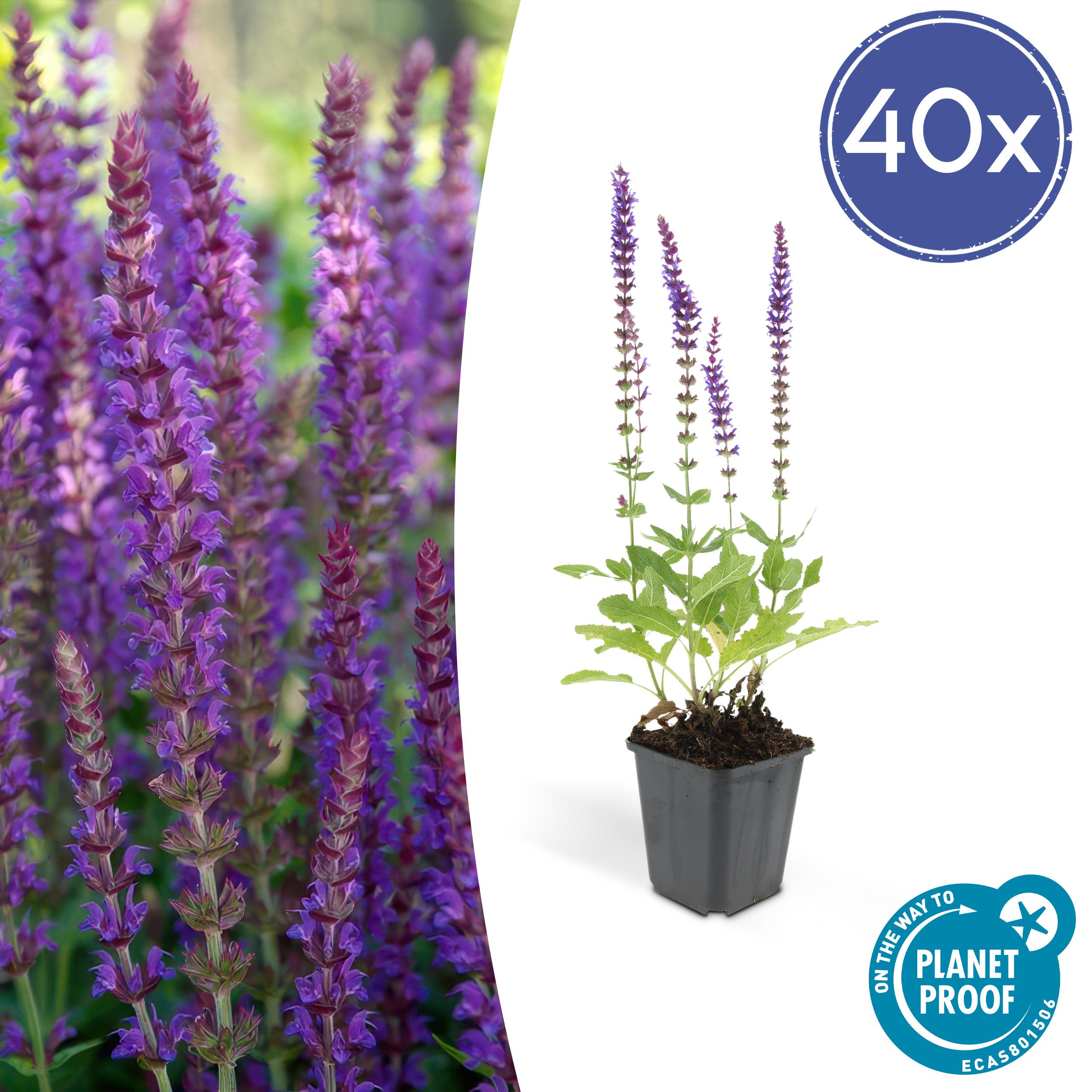 Salvia nemorosa - Verschiedene Sorten winterharter Hain-Salbei