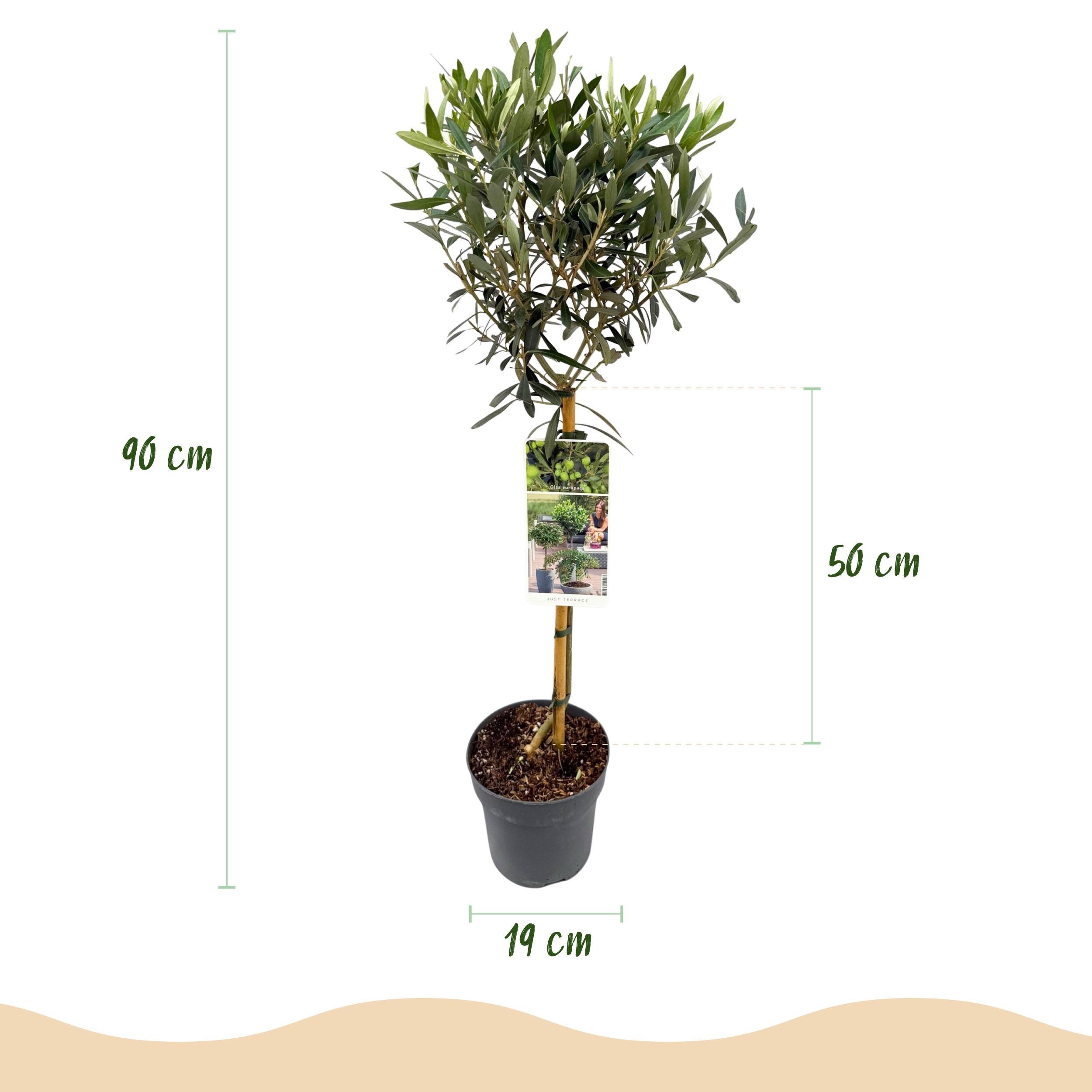 Olea europea - Olivenbaum, Ölbaum