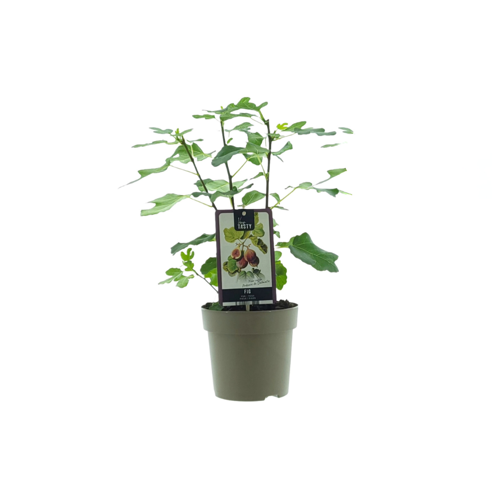 Ficus carica - Winterharte Echte Feige