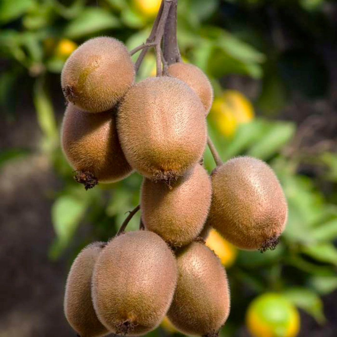 Actinidia deliciosa - Verschiedene Sorten Kiwipflanzen
