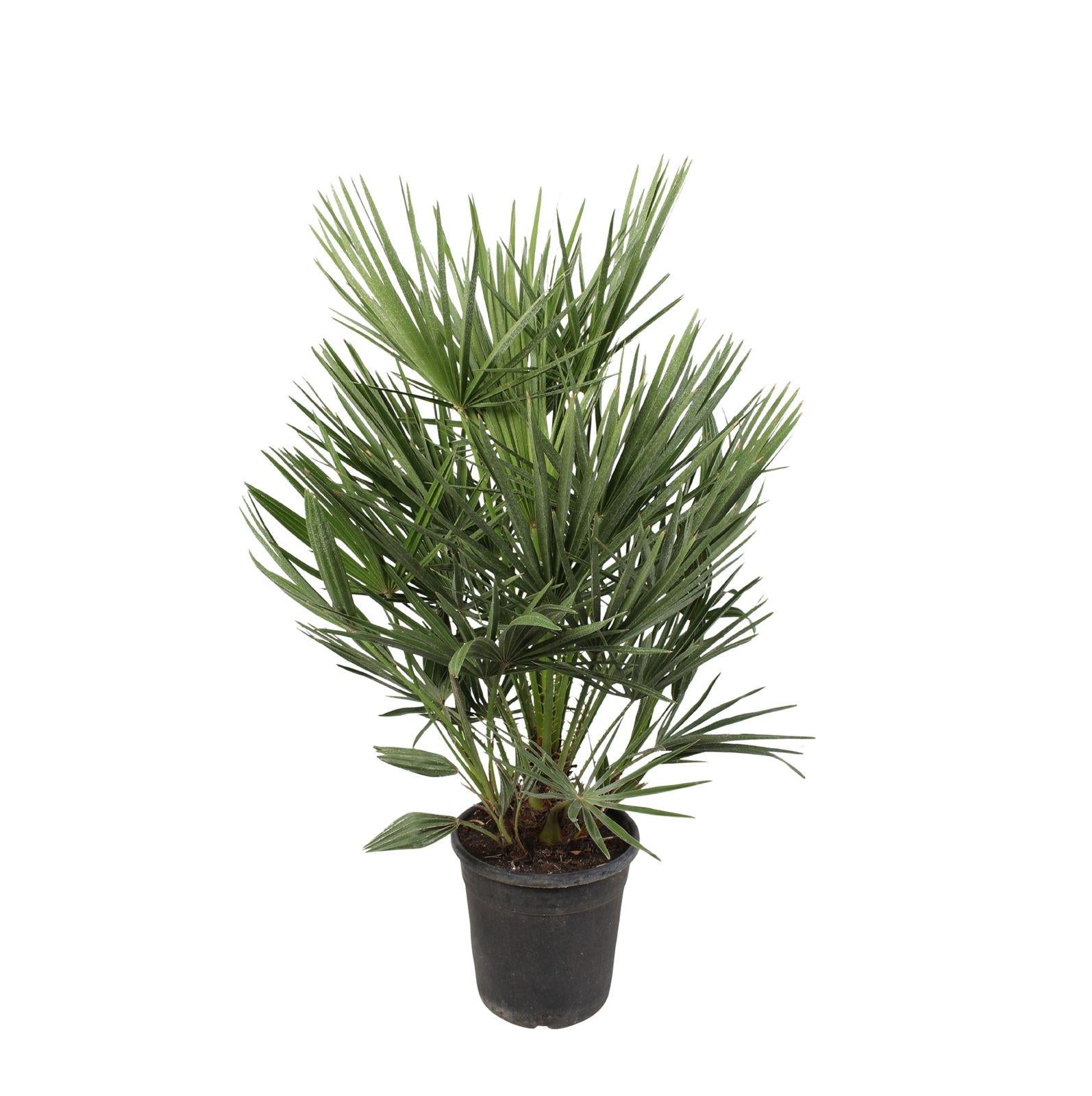 Chamaerops humilis - Europäische Zwergpalme