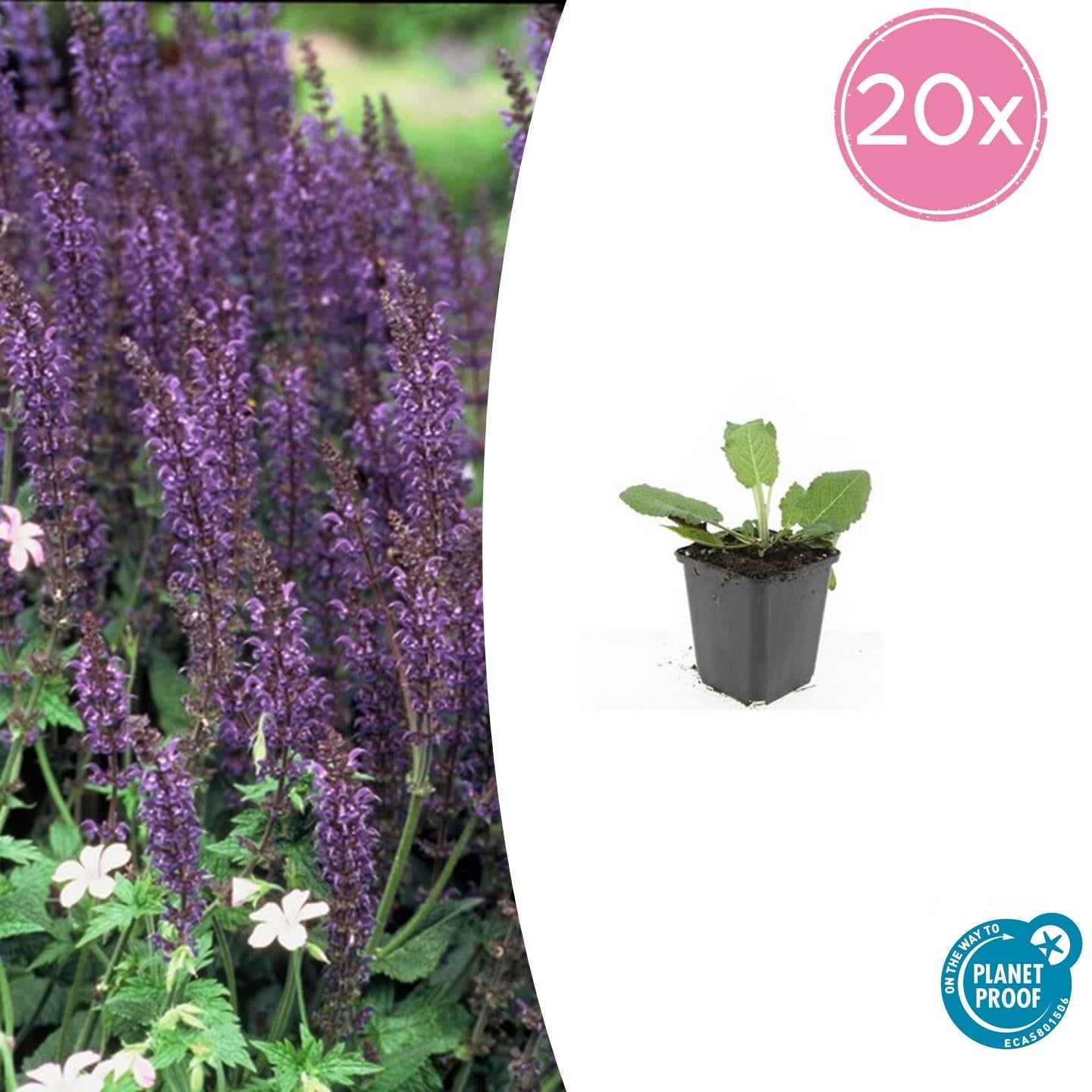 Salvia nemorosa - Verschiedene Sorten winterharter Hain-Salbei