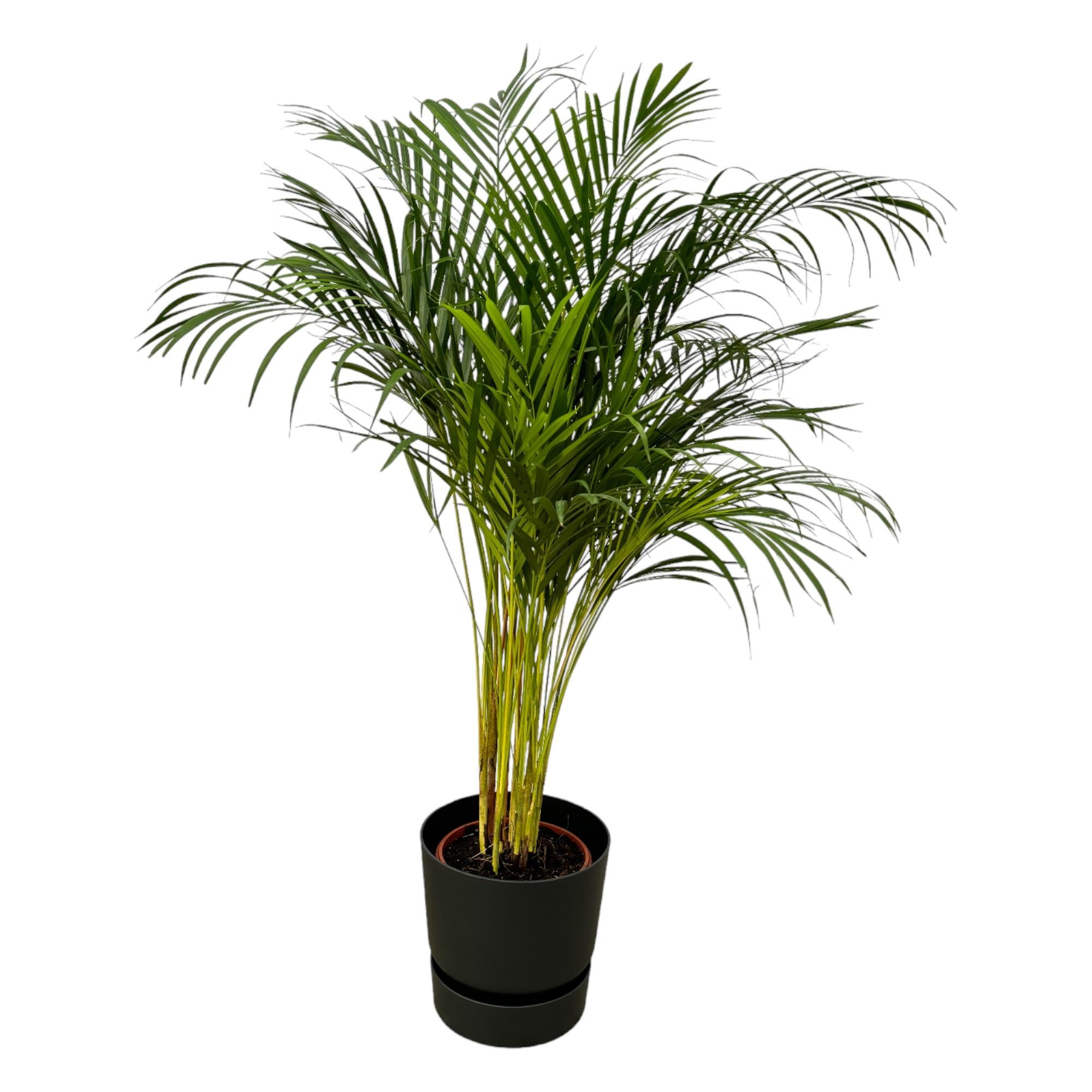 Dypsis lutescens - Areca-, Goldfruchtpalme mit Topf