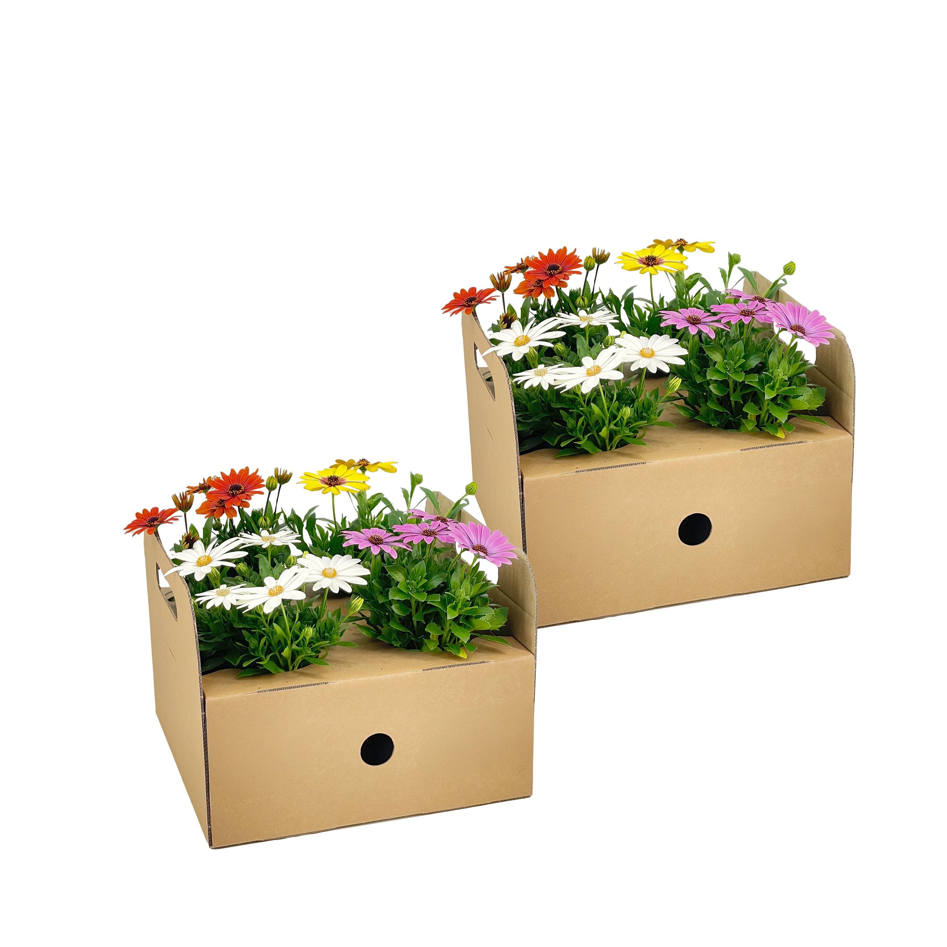 Bild für Variante ↨20 – 30cm・⌀12cm・Farbenmix・2×4er-Set