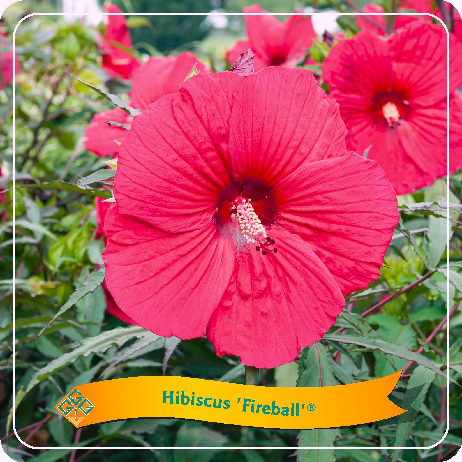 Hibiscus moscheutus - Sumpfeibisch, Riesen-Hibiskus