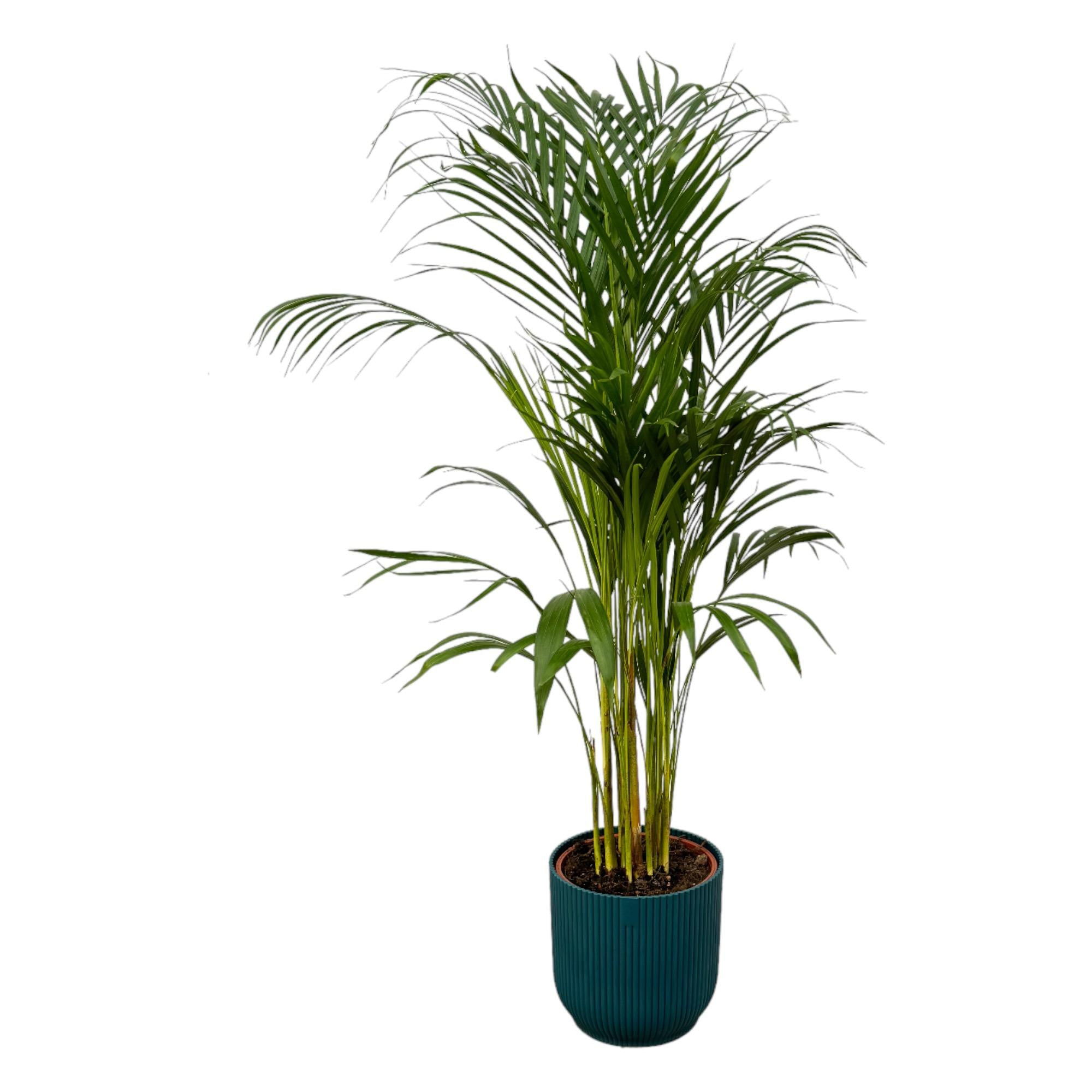 Dypsis lutescens - Areca-, Goldfruchtpalme mit Topf