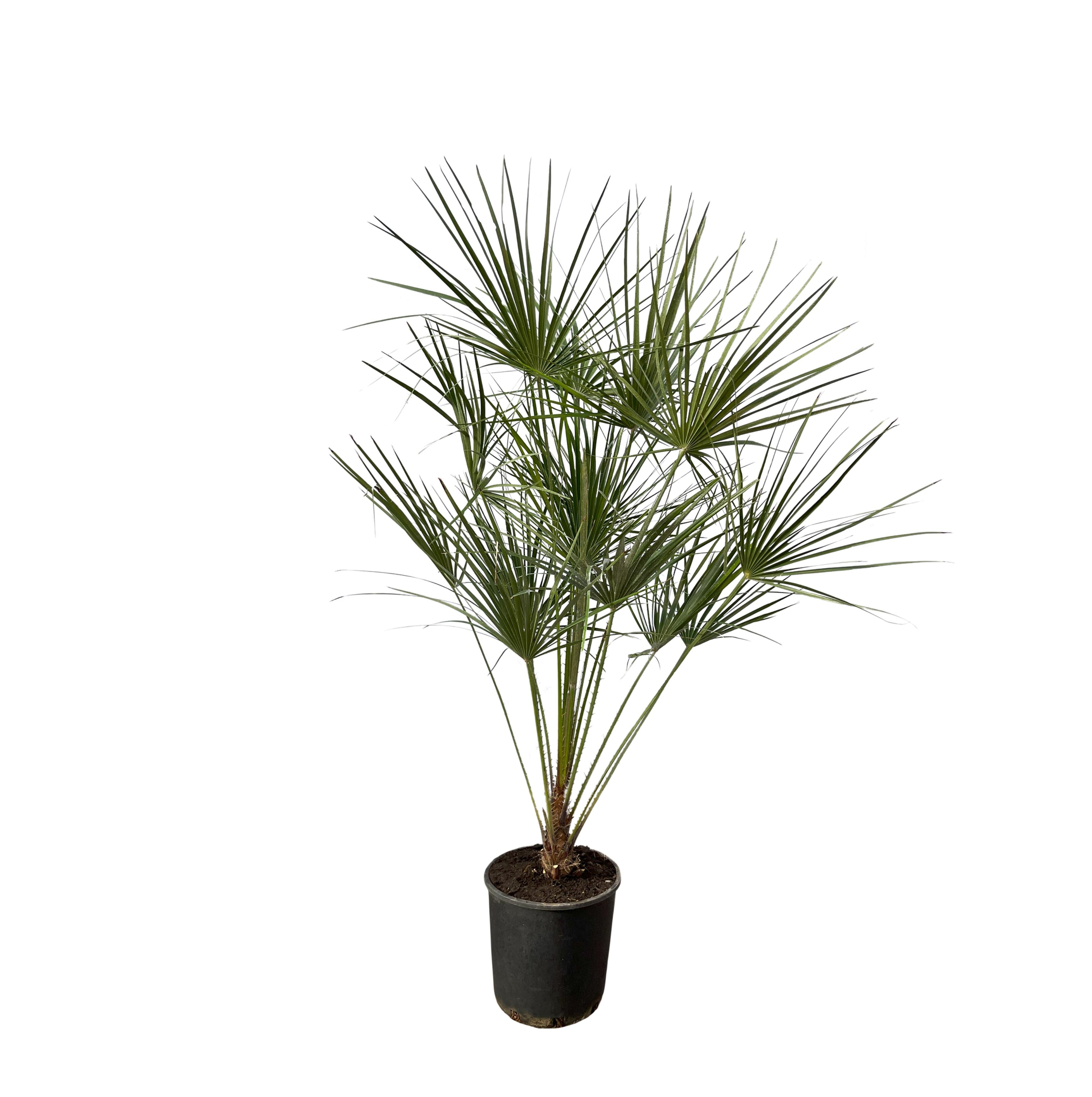 Chamaerops humilis - Europäische Zwergpalme