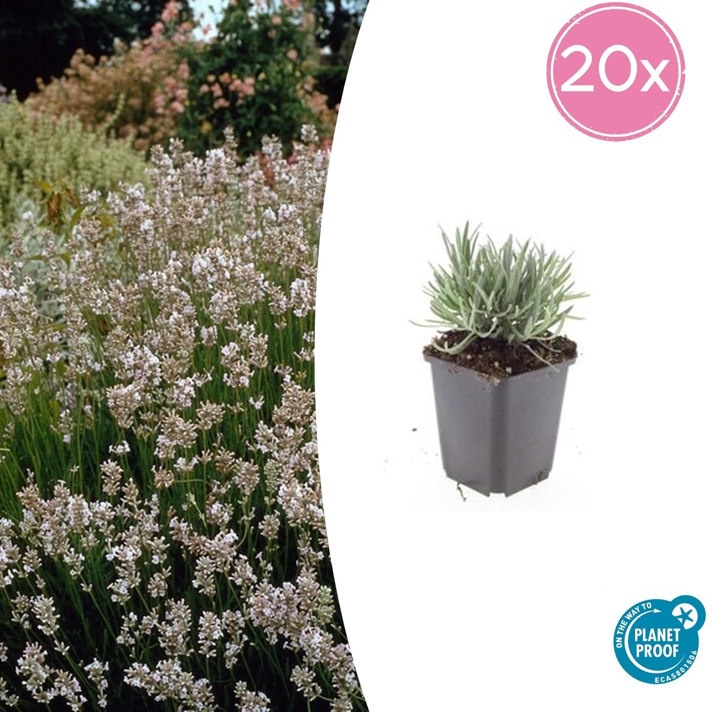 Bild für Variante ↨20 – 30cm・⌀9cm・Sorte &