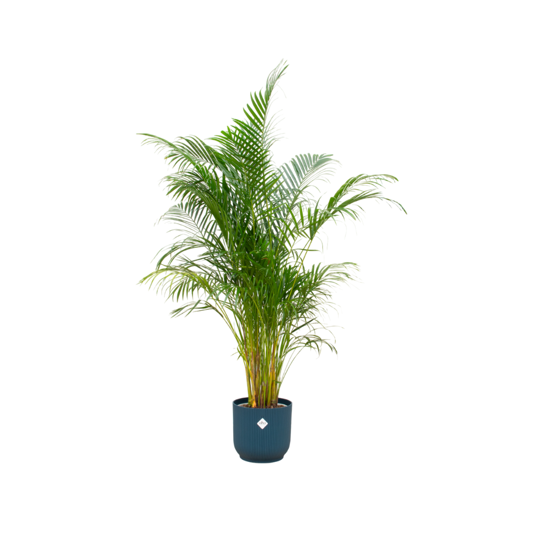 Dypsis lutescens - Areca-, Goldfruchtpalme mit Topf