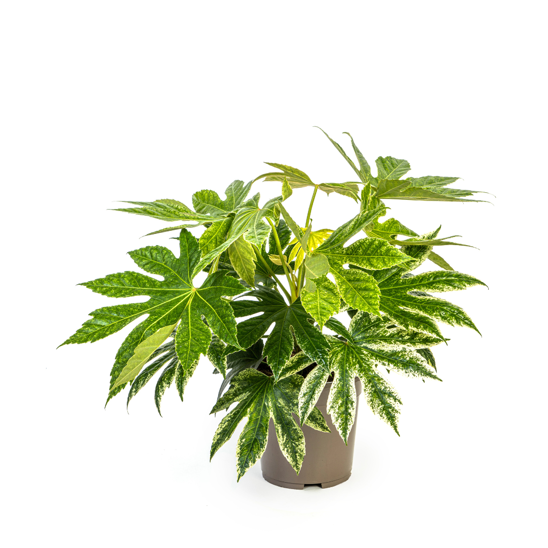 Fatsia japonica variegata - Panaschierte Aralie