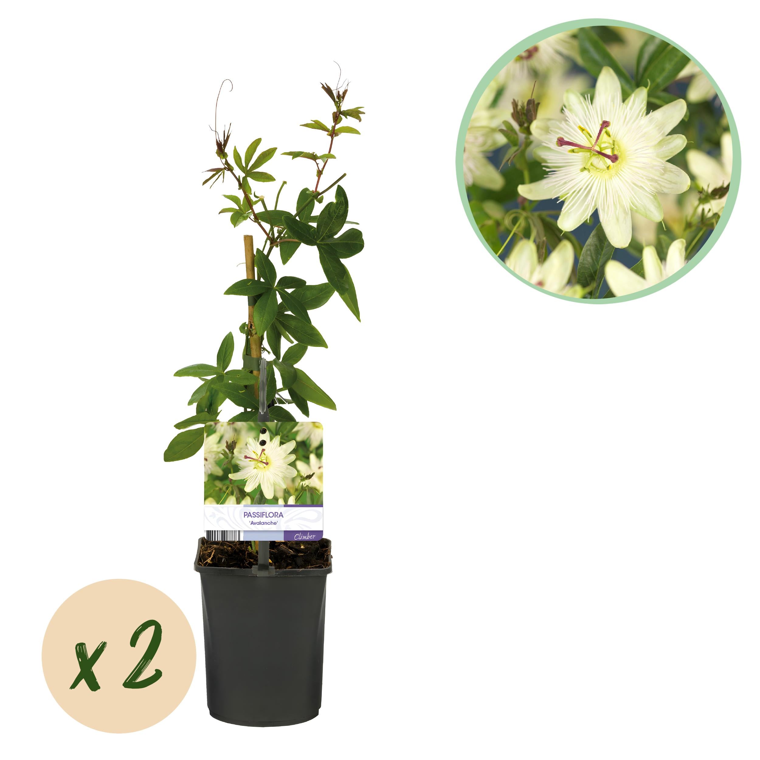 Bild für Variante ↨30 – 40cm・⌀11cm・Sorte &