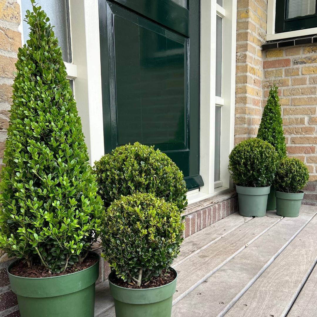 Ilex crenata - Japanische Stechpalme