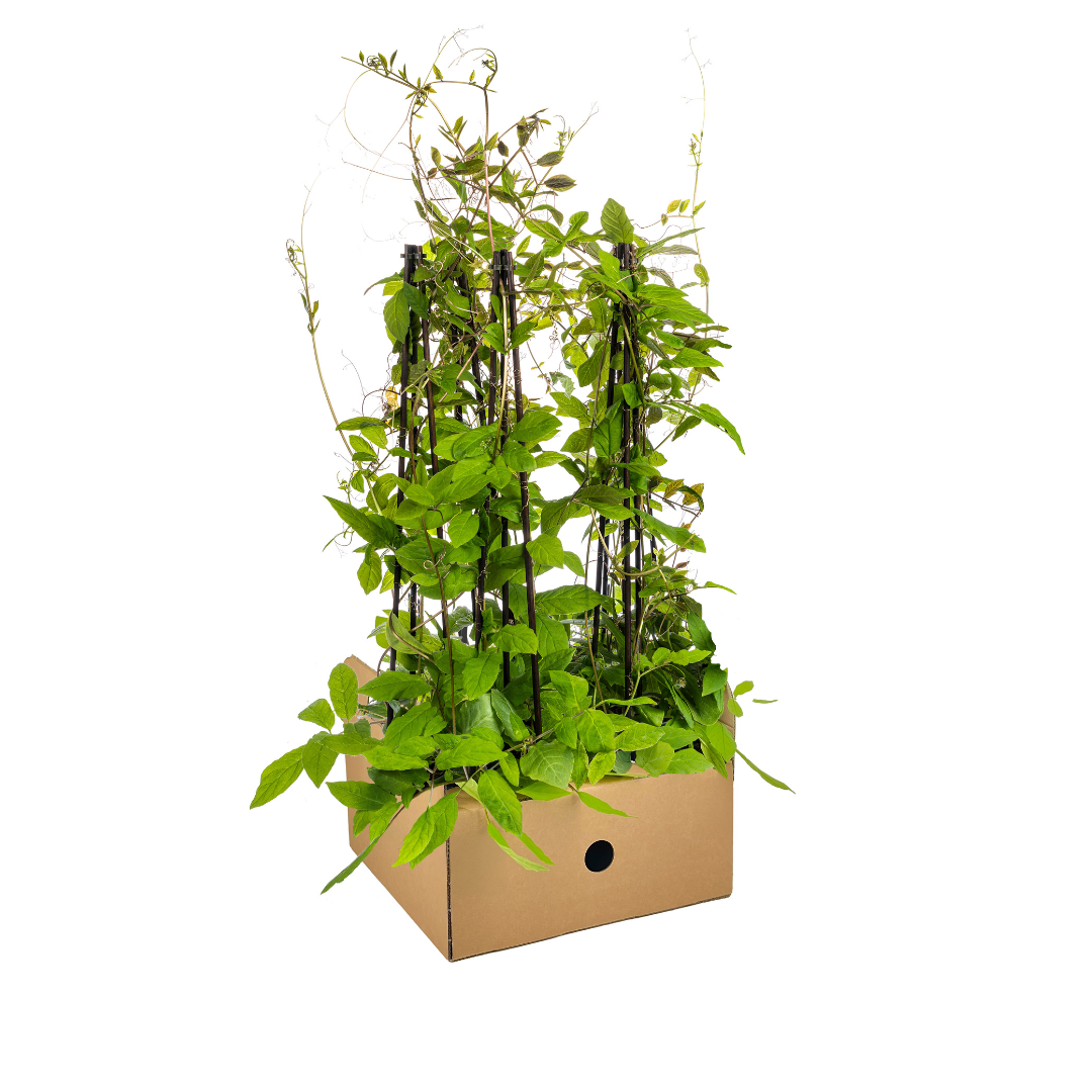 Bild für Variante ↨50 – 70cm・⌀13cm