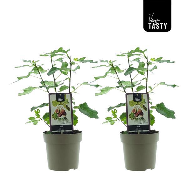 Ficus carica - Winterharte Echte Feige