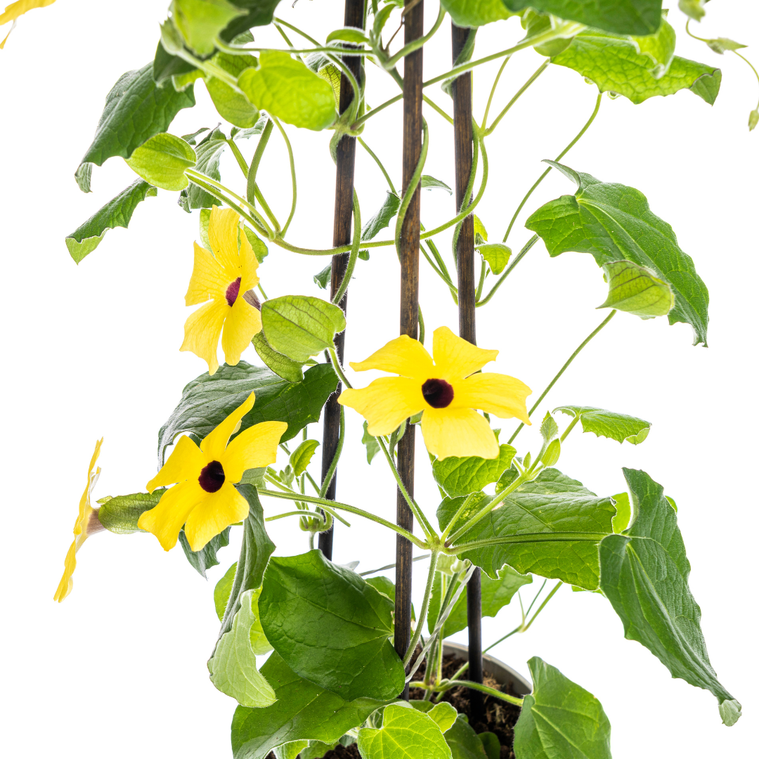 Thunbergia alata &