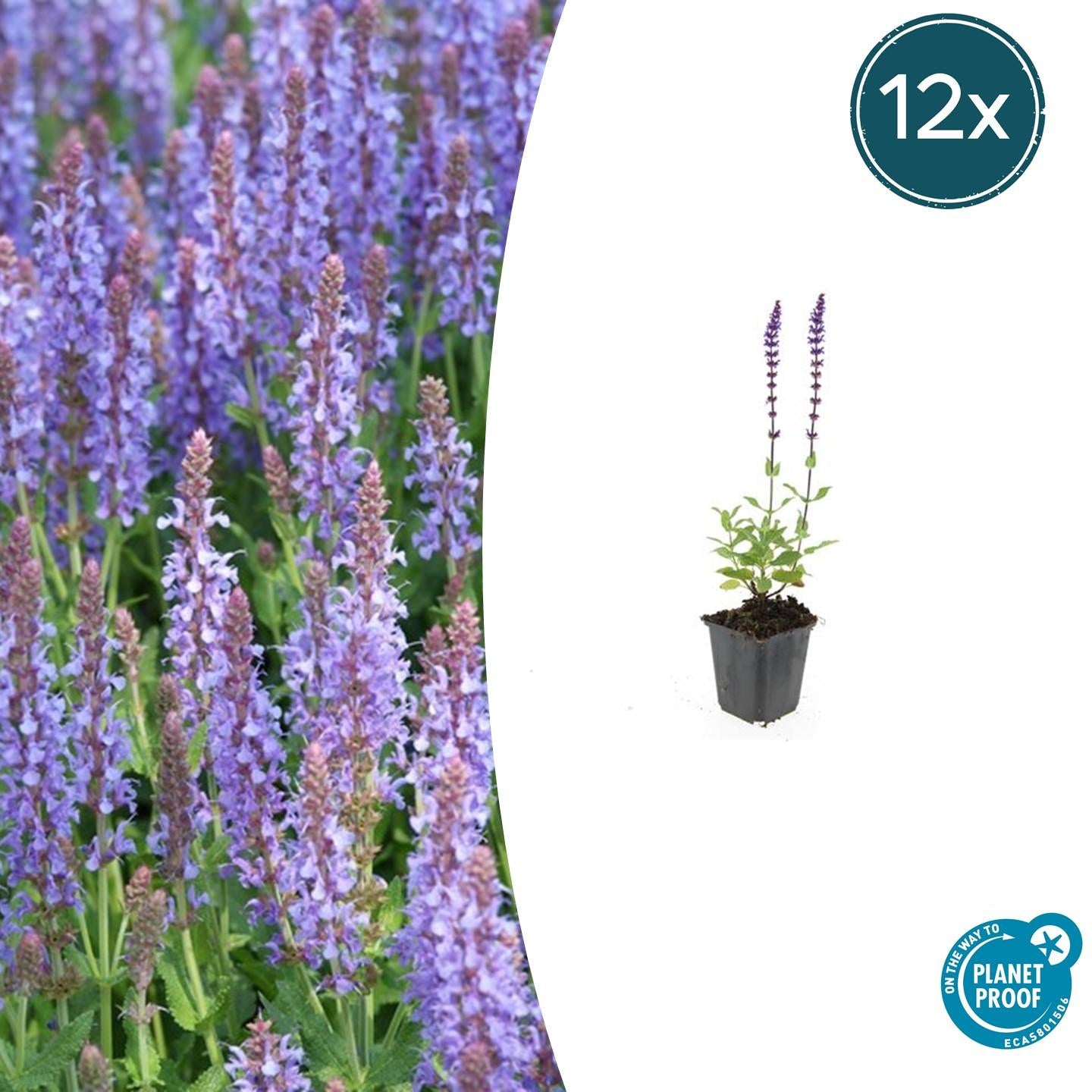 Salvia nemorosa - Verschiedene Sorten winterharter Hain-Salbei