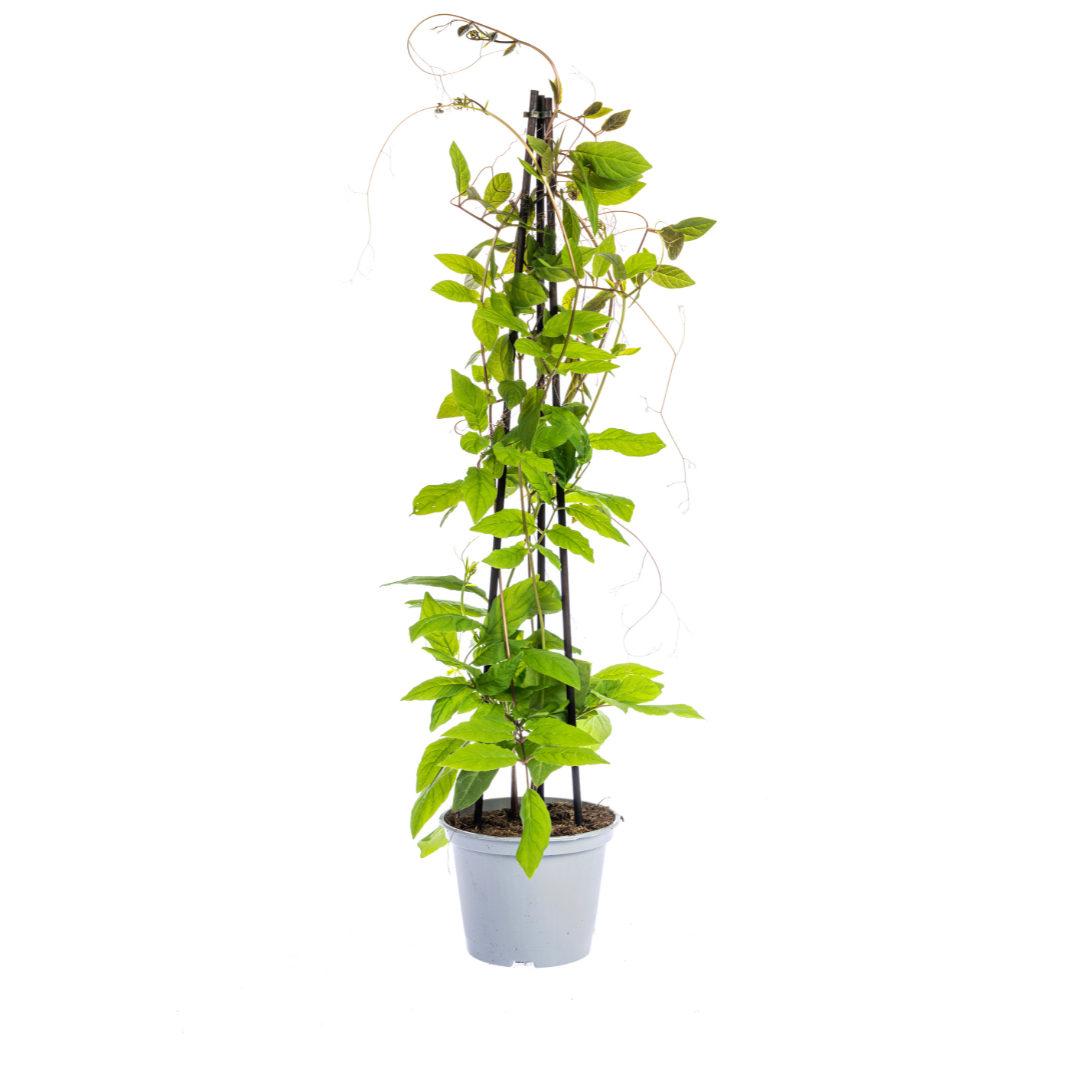 Cobaea scandens &