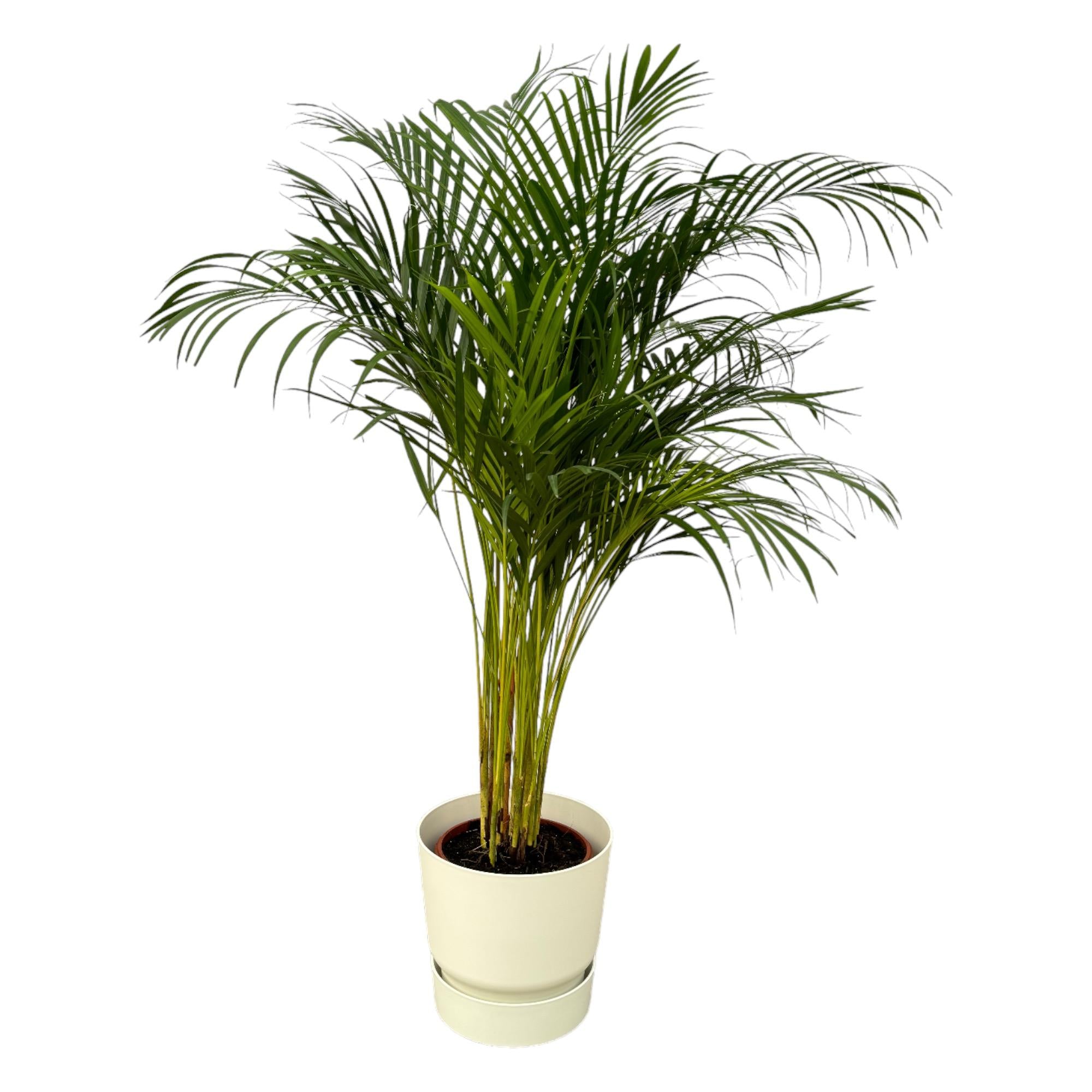 Dypsis lutescens - Areca-, Goldfruchtpalme mit Topf