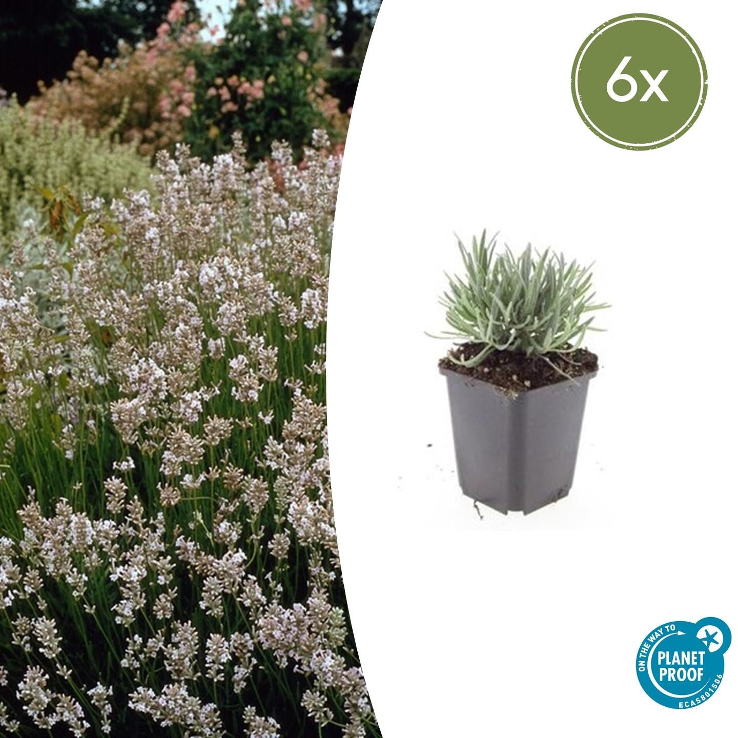 Bild für Variante ↨20 – 30cm・⌀9cm・Sorte &
