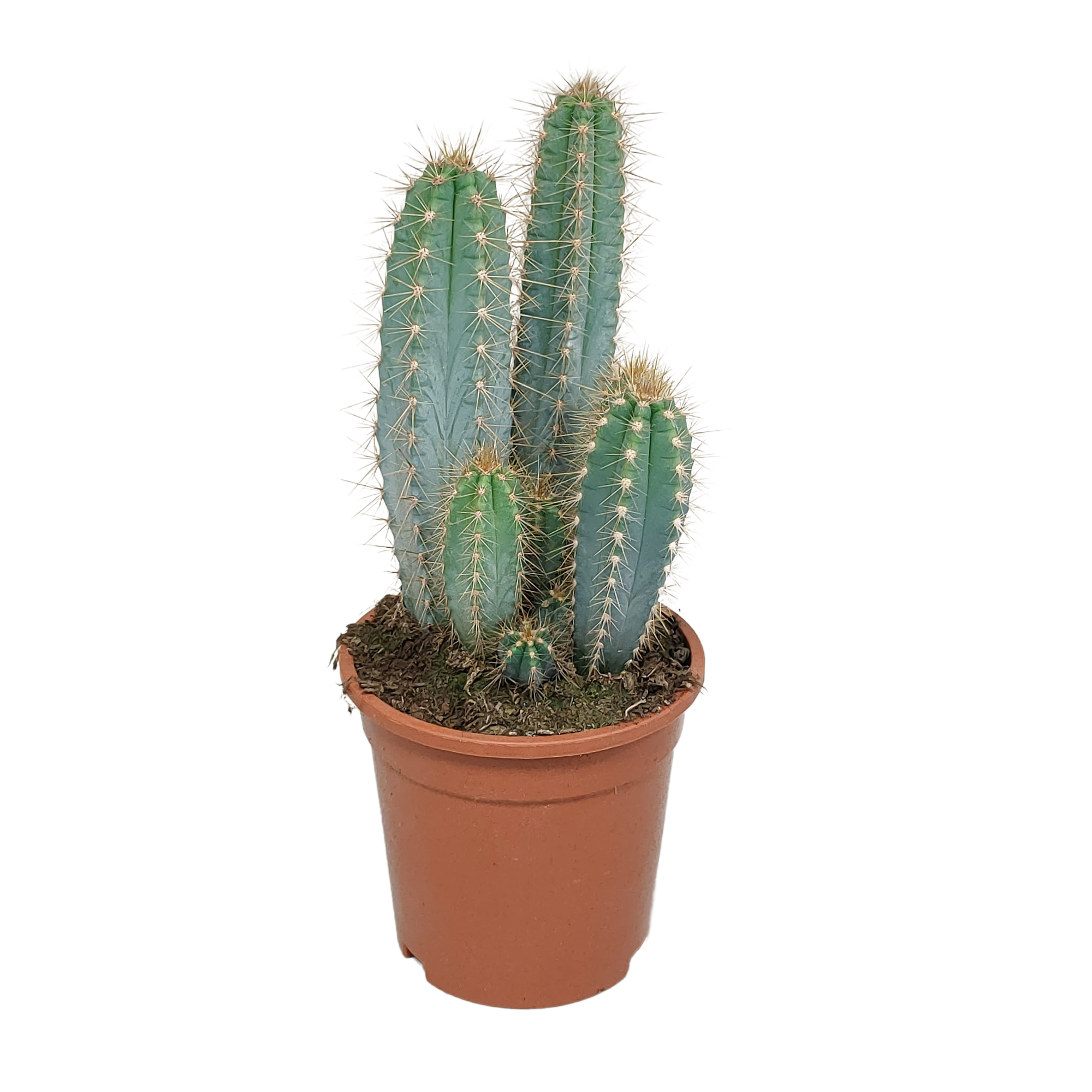 Pilosocereus azureus - Blauer Säulenkaktus