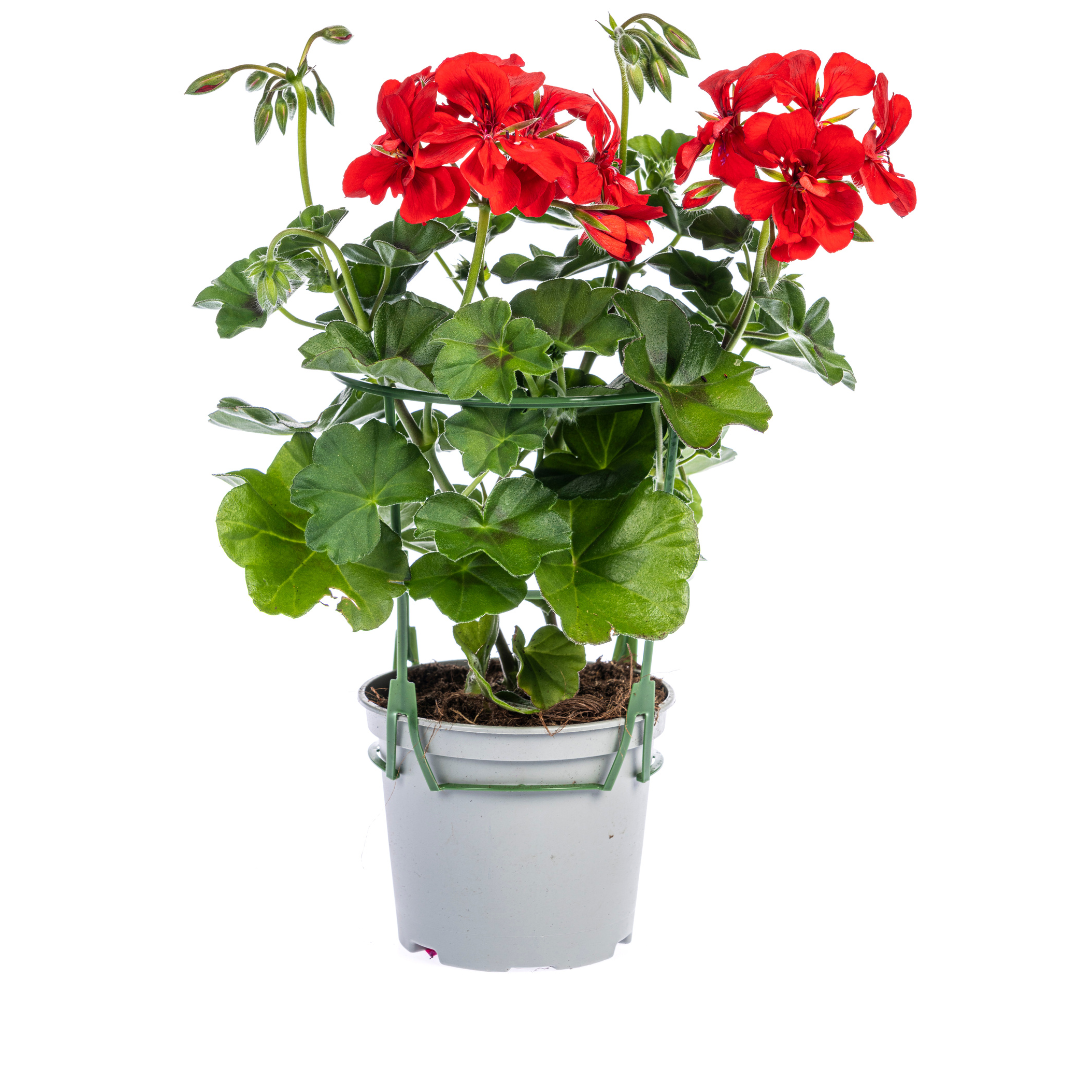 Pelargonium peltatum - Hänge-Geranien, Efeu-Pelargonien