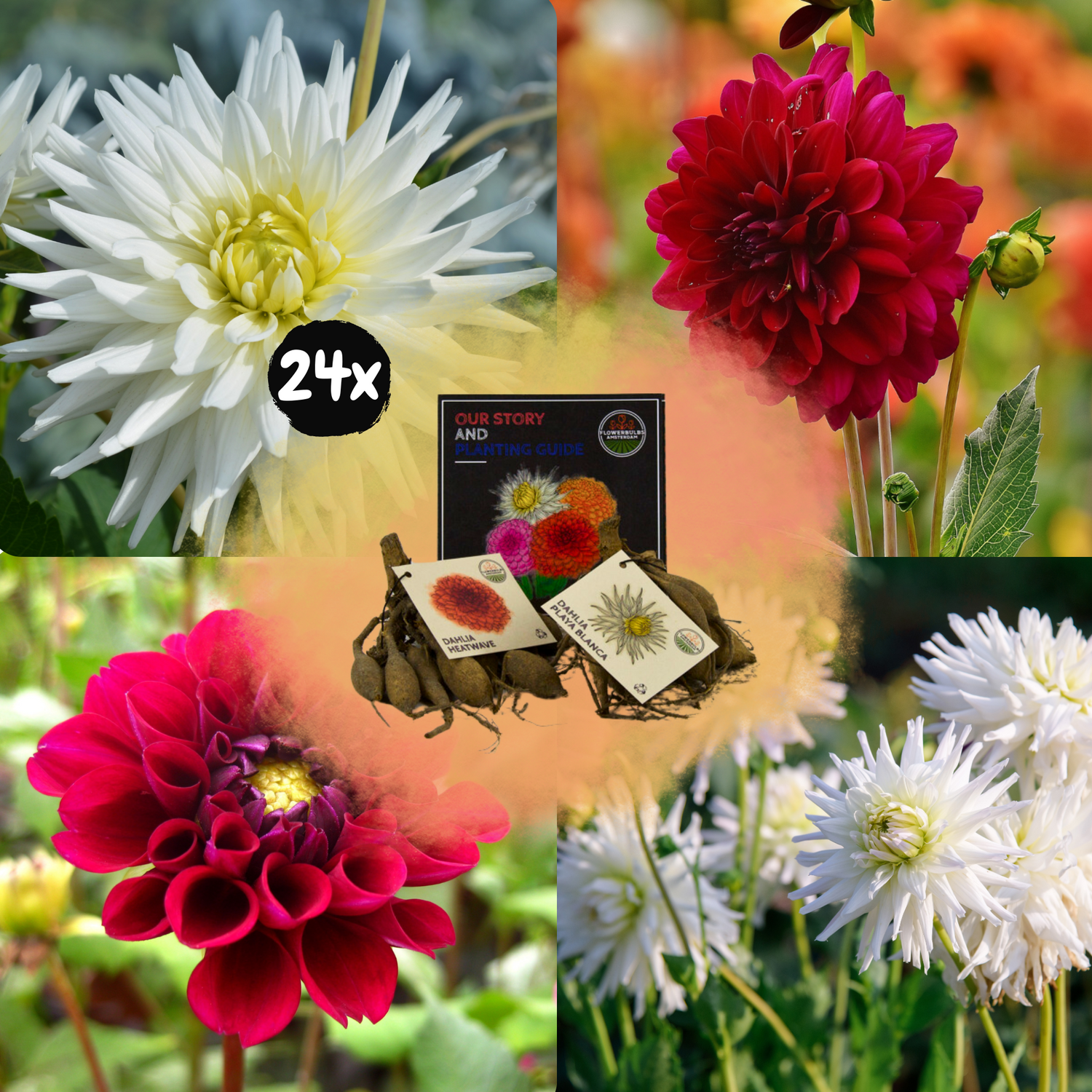 Dahlia - Verschiedene Sorten Dahlienknollen