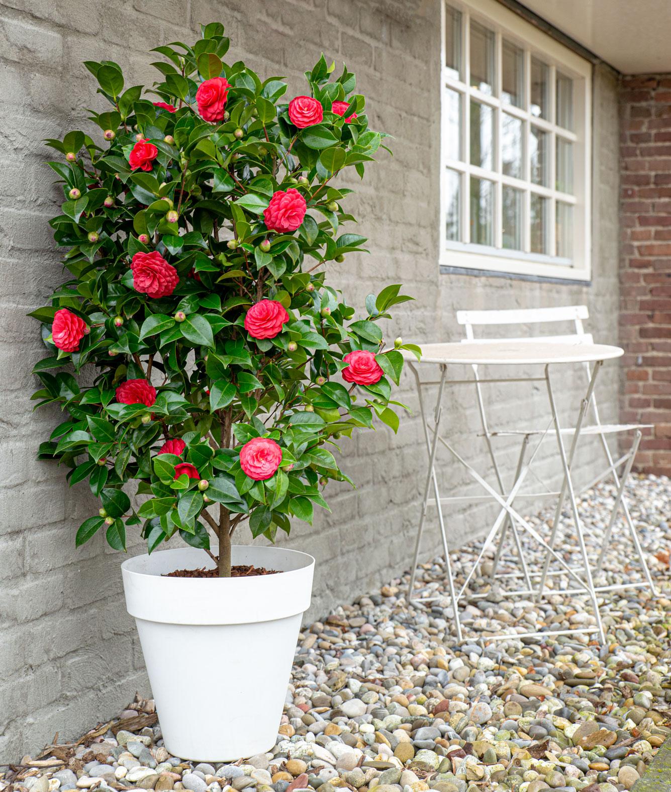Camellia japonica - Japanische Kamelie