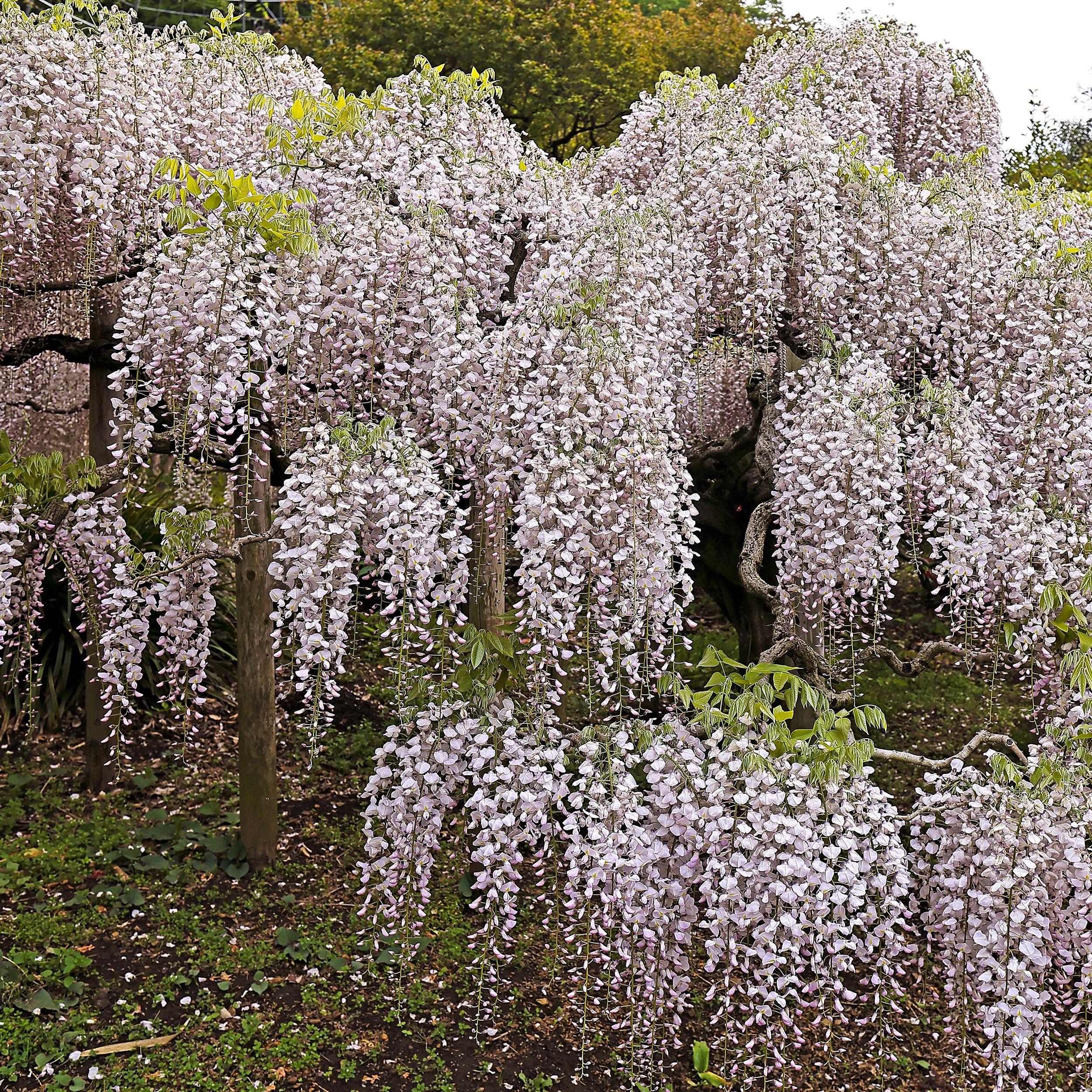 Wisteria floribunda - Japanische Blauregen