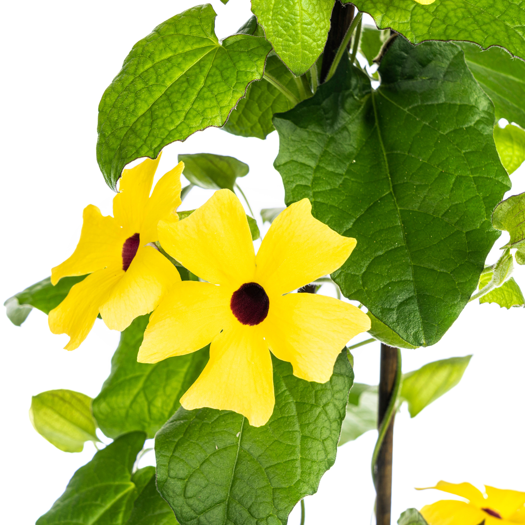 Thunbergia alata &
