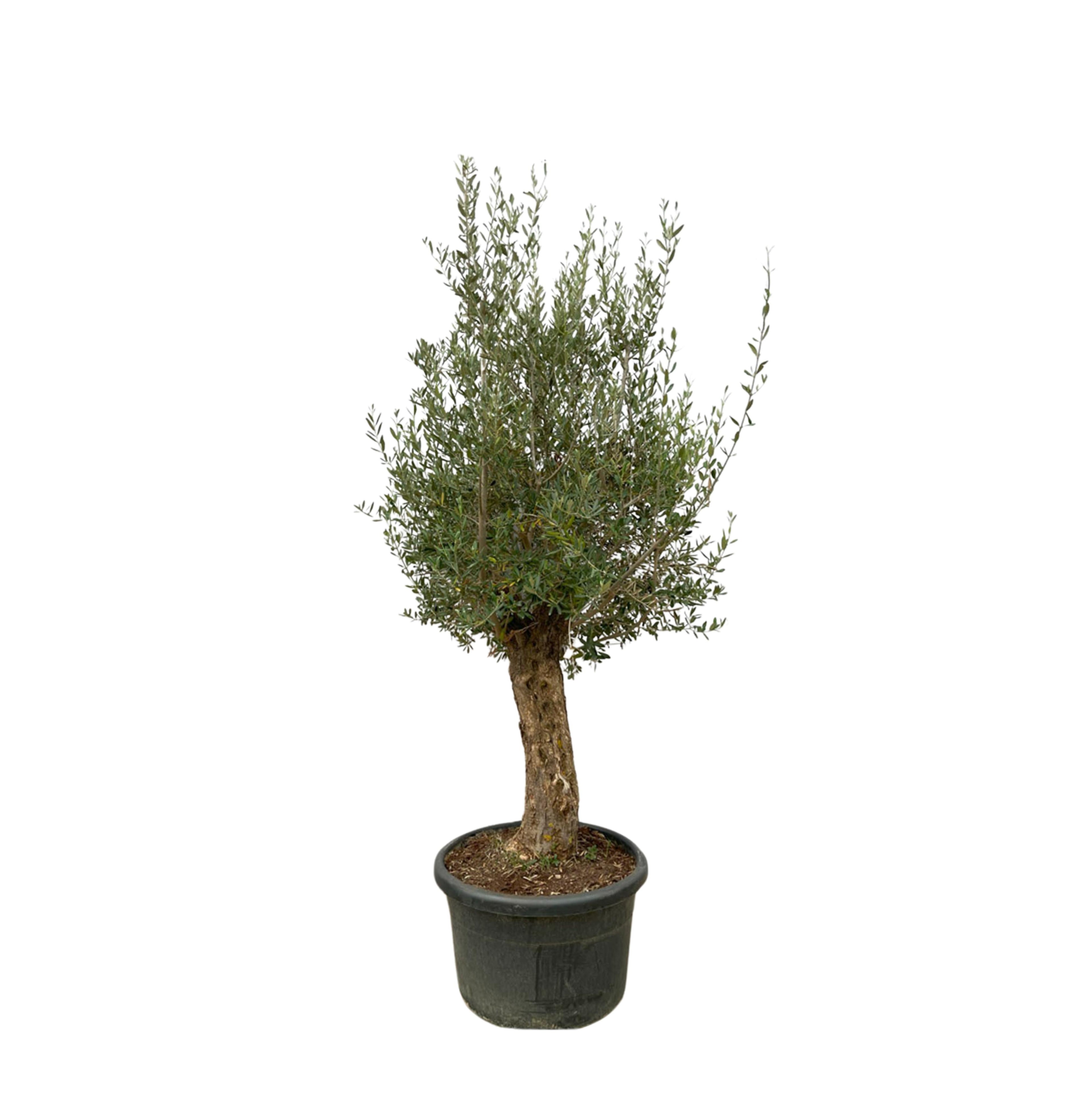 Olea europea - Olivenbaum, Ölbaum
