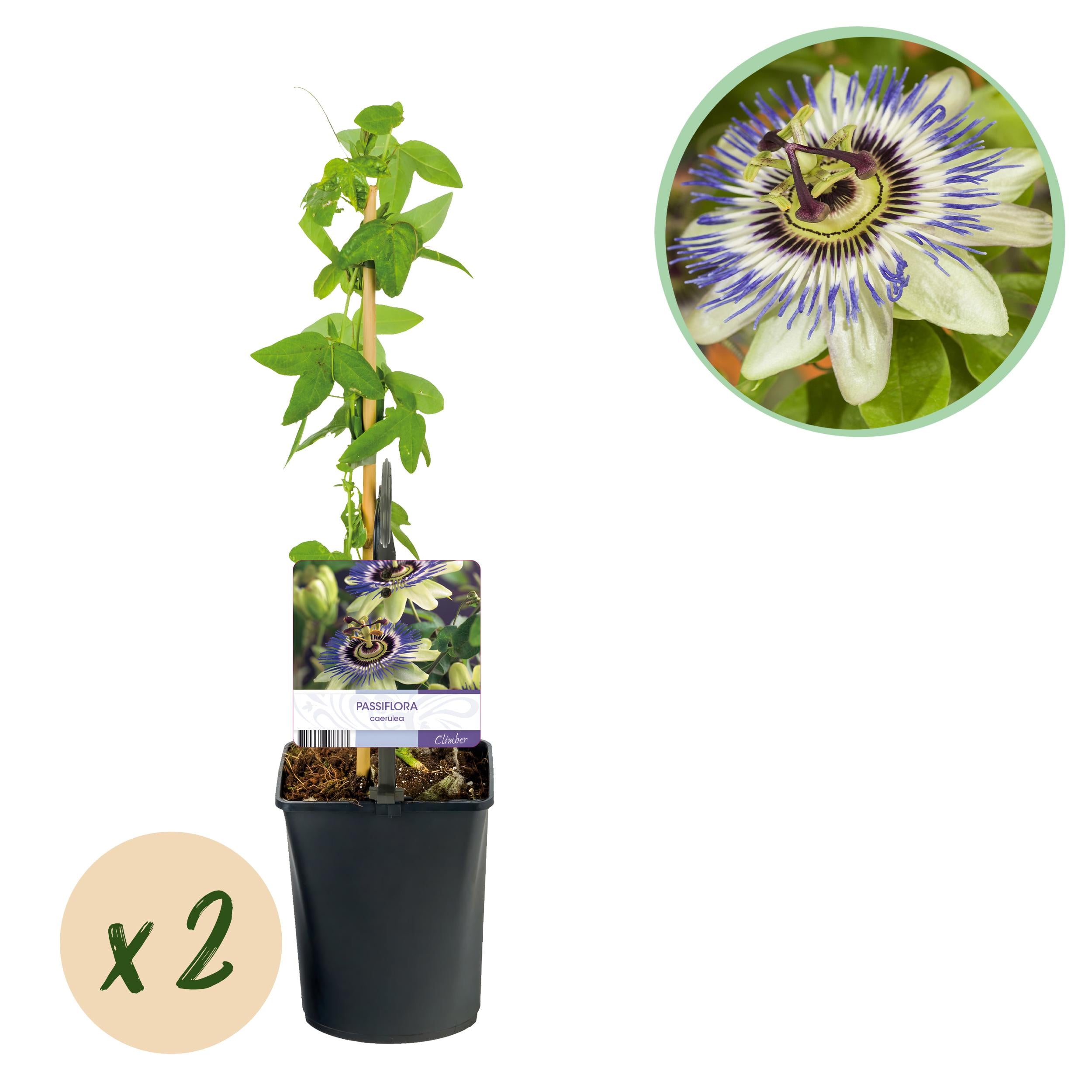 Bild für Variante ↨30 – 40cm・⌀11cm・Sorte &