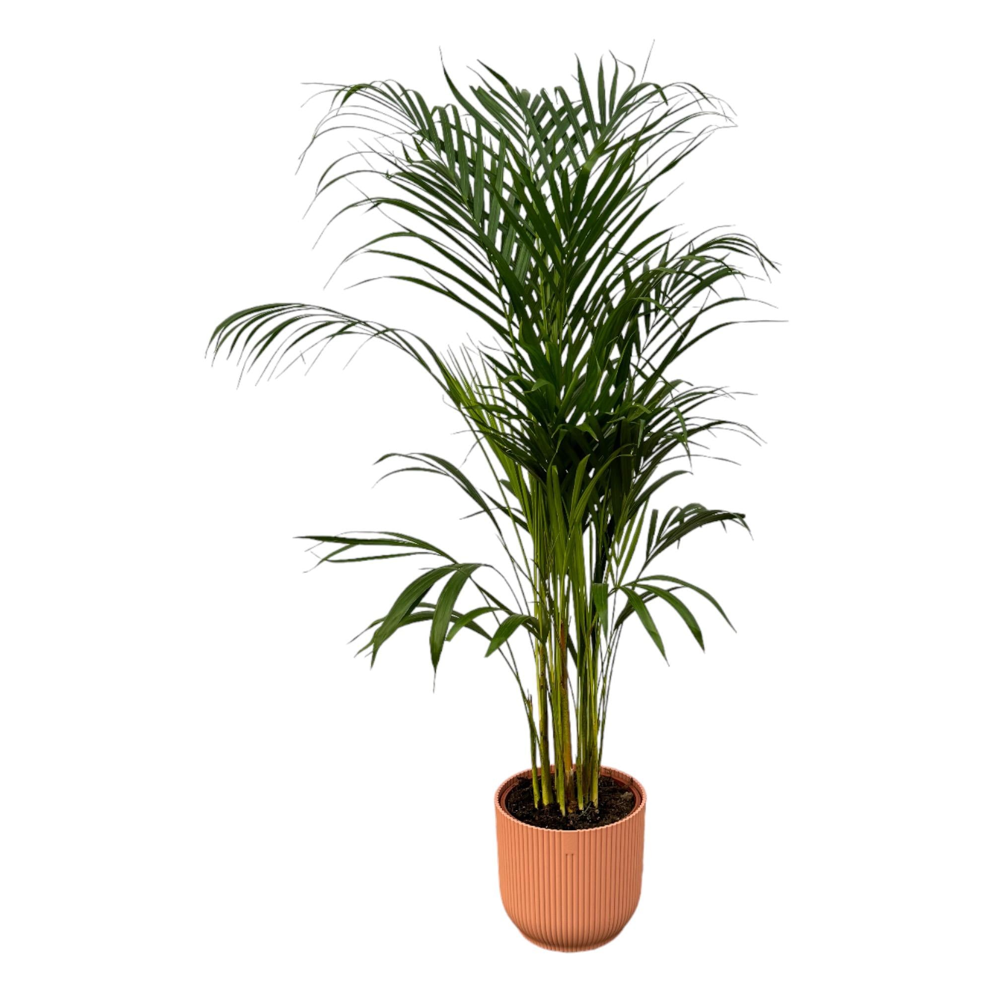 Dypsis lutescens - Areca-, Goldfruchtpalme mit Topf