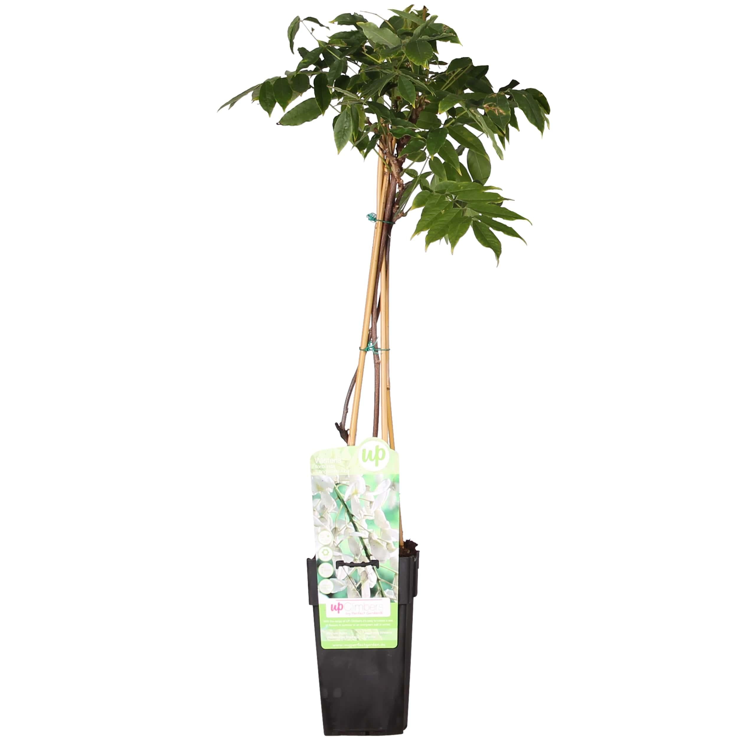 Bild für Variante ↨50 – 70cm・⌀15cm・weiße Blüten