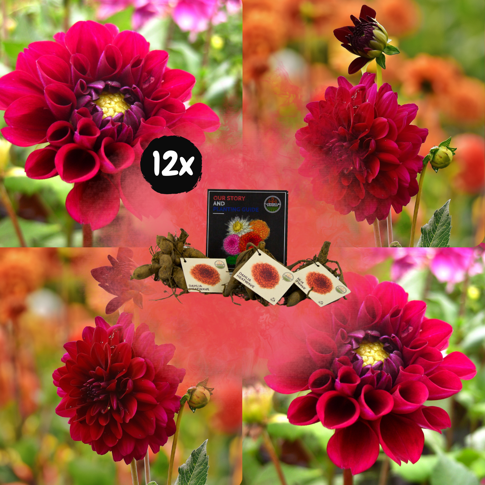 Dahlia - Verschiedene Sorten Dahlienknollen