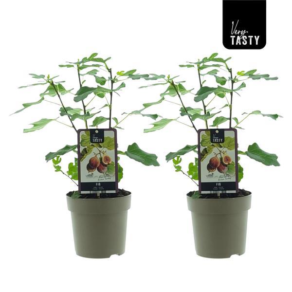 Ficus carica - Winterharte Echte Feige