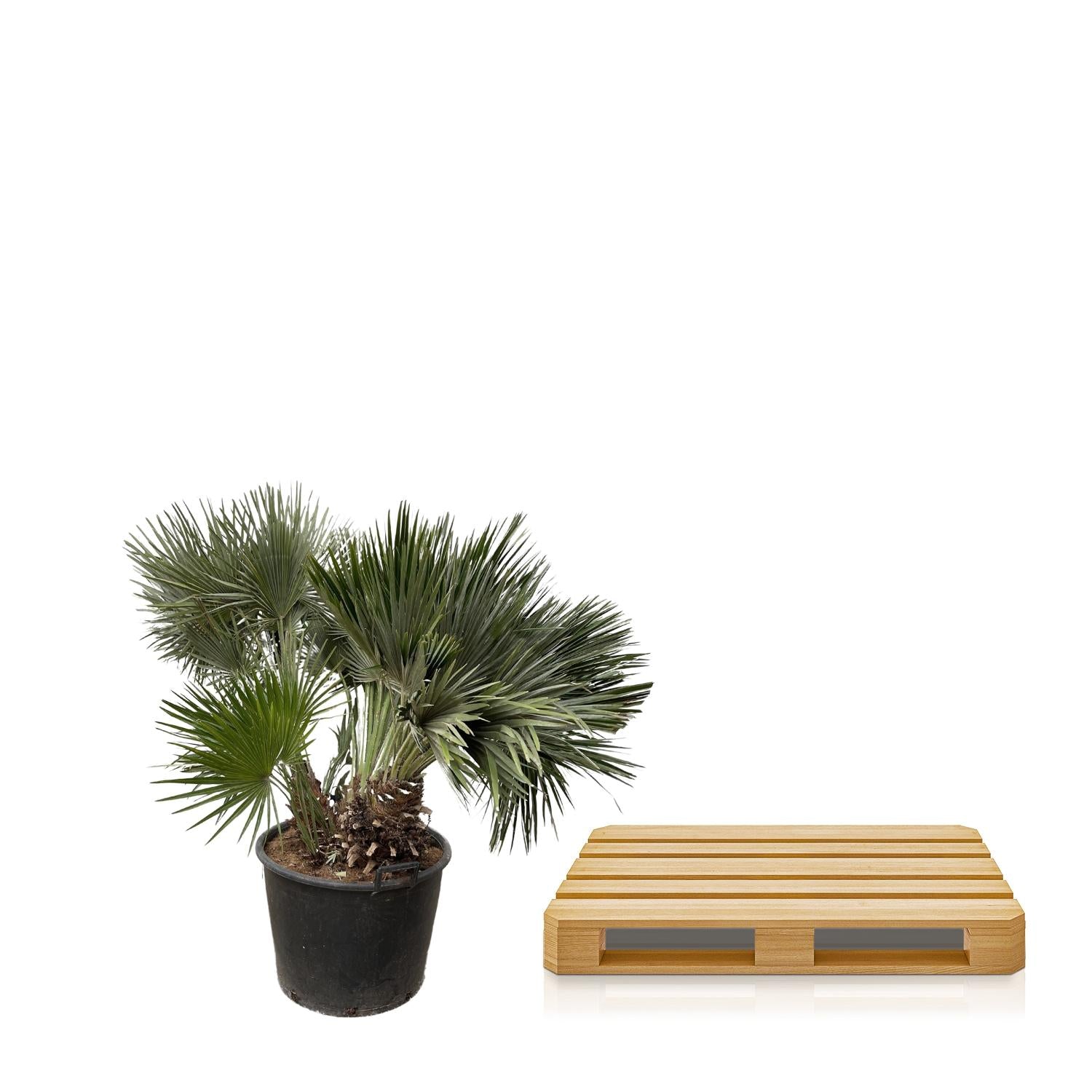 Chamaerops humilis - Europäische Zwergpalme
