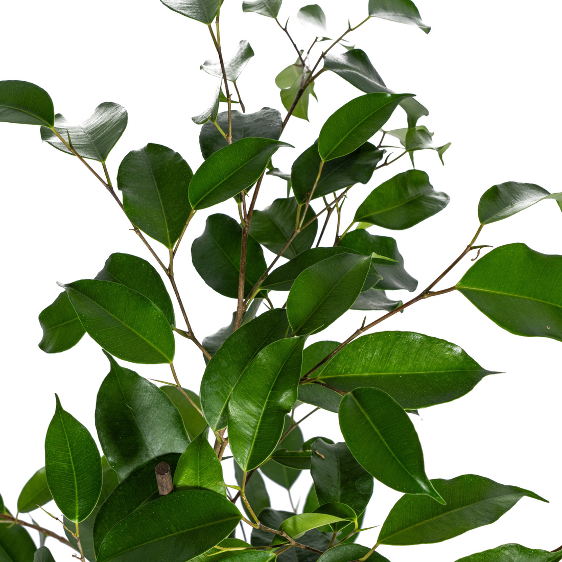 Ficus Benjamina - Birkenfeige