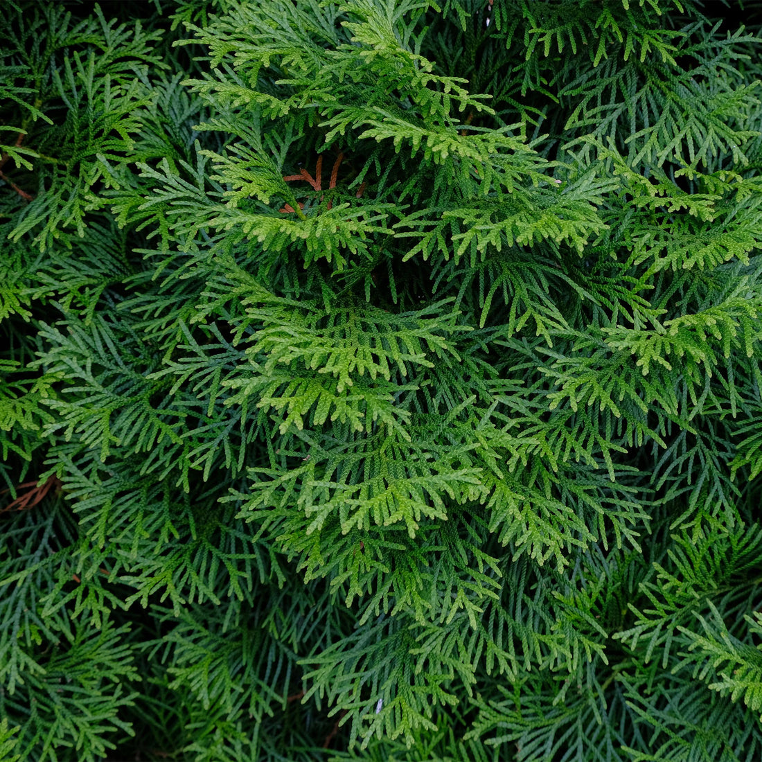 Thuja occidentalis - Lebensbaum &