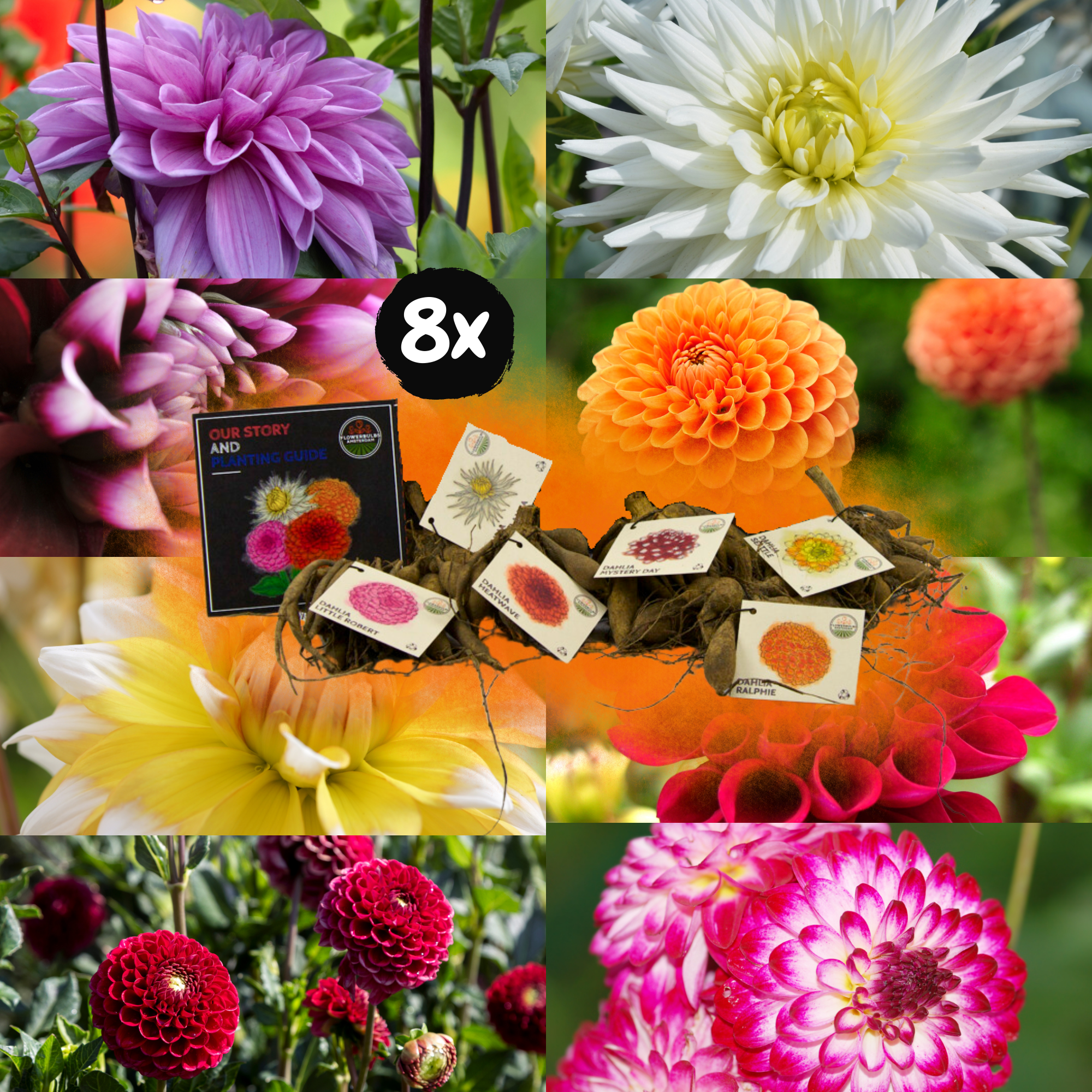 Dahlia - Verschiedene Sorten Dahlienknollen