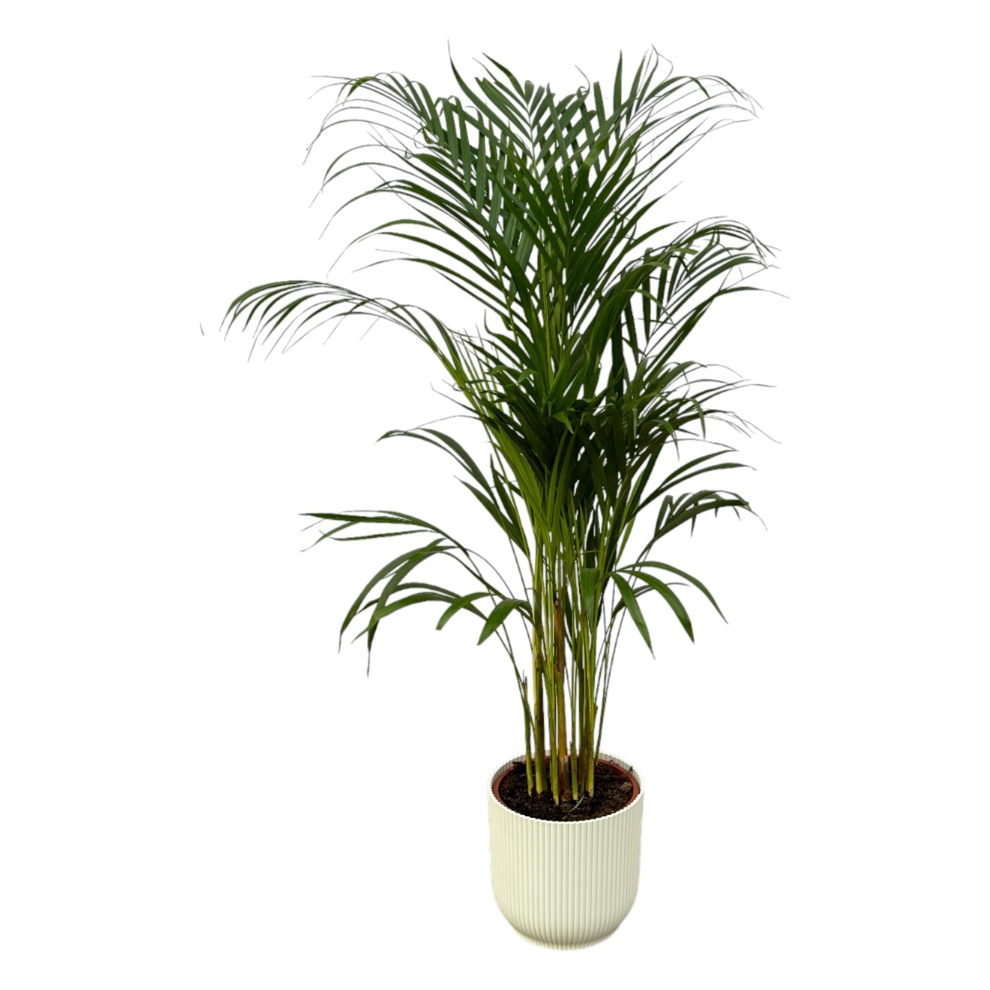 Dypsis lutescens - Areca-, Goldfruchtpalme mit Topf