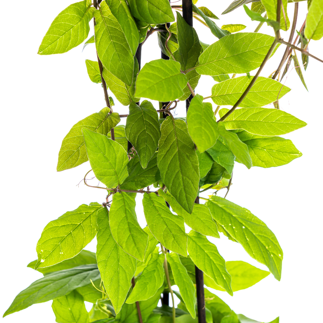Cobaea scandens &