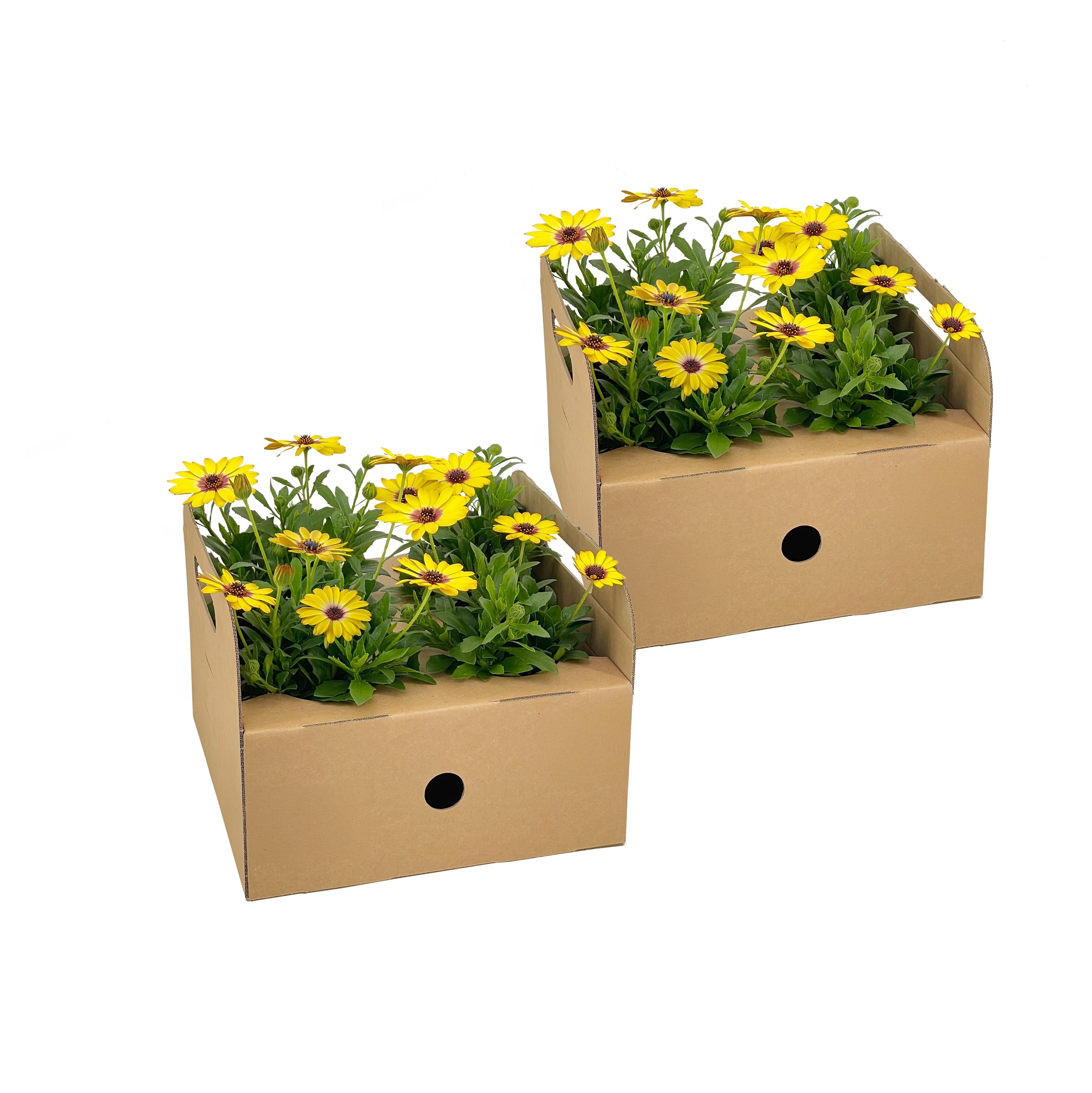 Bild für Variante ↨20 – 30cm・⌀12cm・gelbe Blüten・2×4er-Set