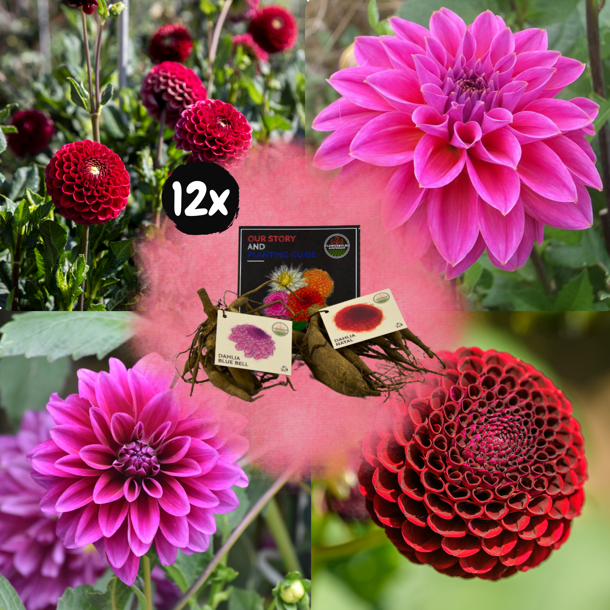 Dahlia - Verschiedene Sorten Dahlienknollen