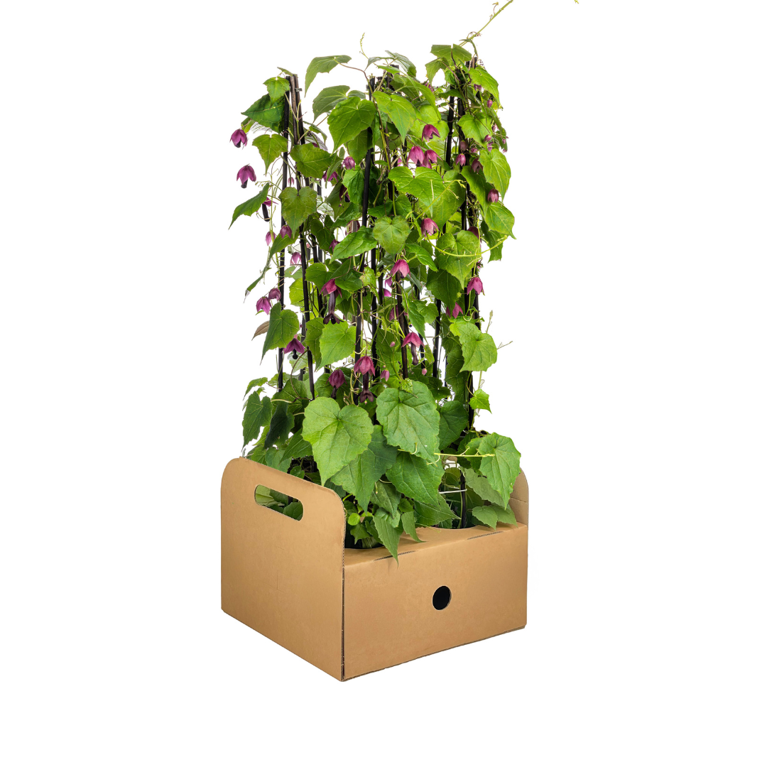 Bild für Variante ↨50 – 70cm・⌀13cm