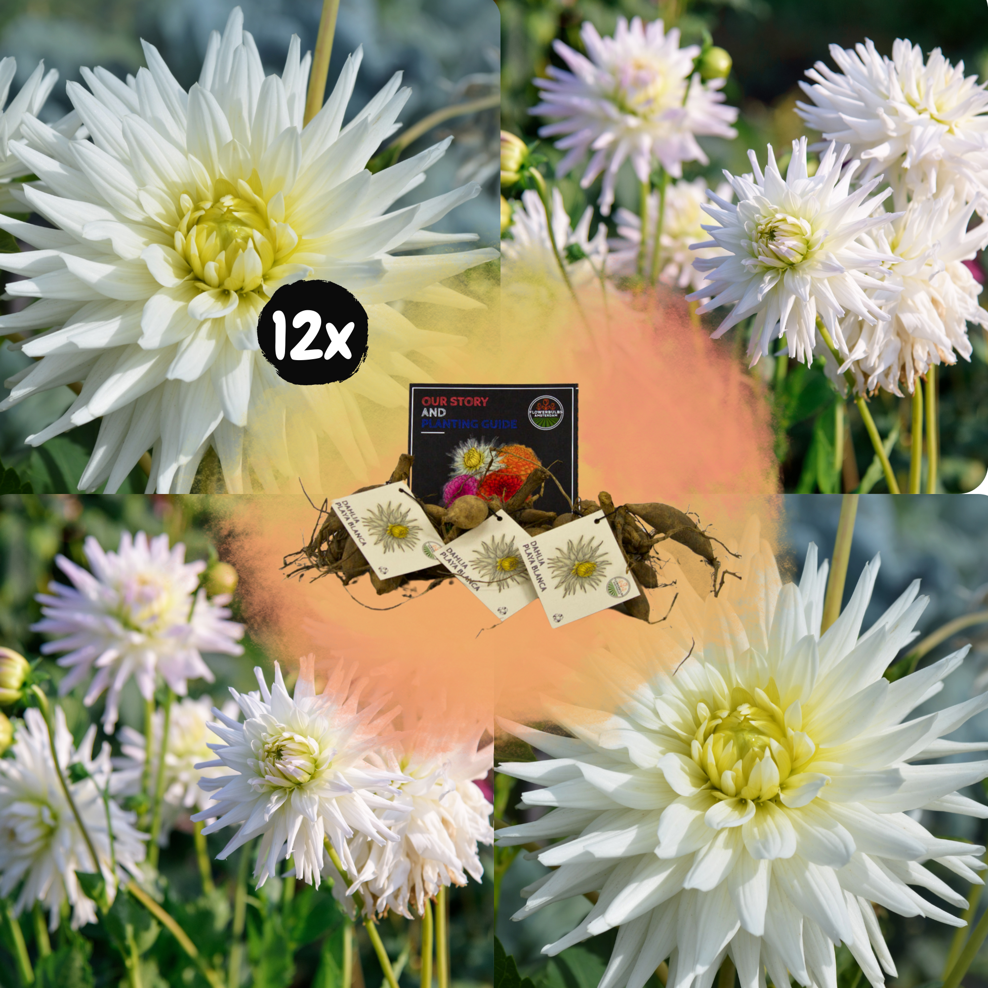 Dahlia - Verschiedene Sorten Dahlienknollen