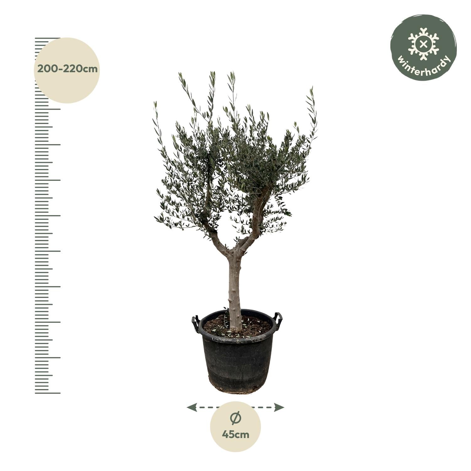 Olea europea - Olivenbaum, Ölbaum