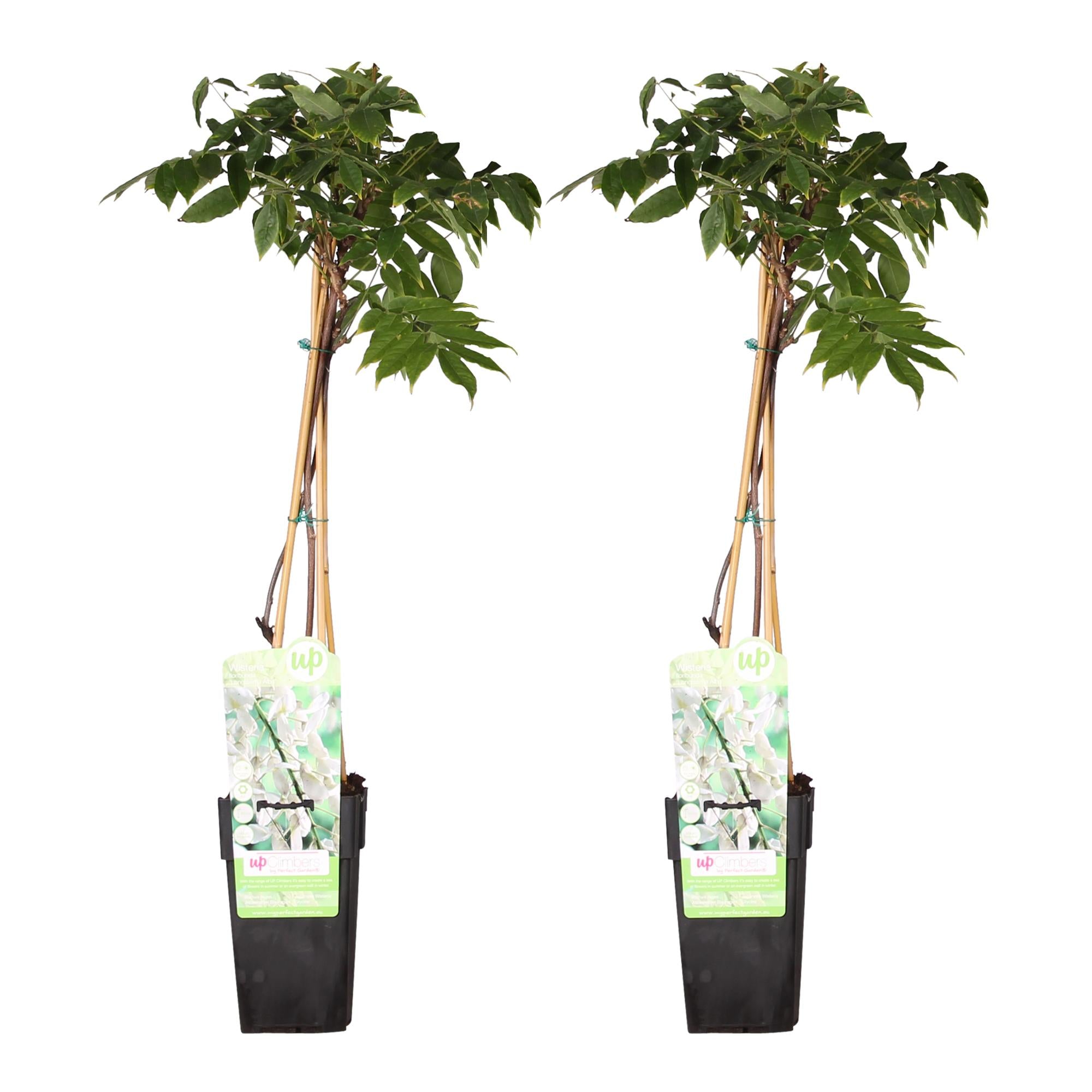 Bild für Variante ↨50 – 70cm・⌀15cm・weiße Blüten・2er Set
