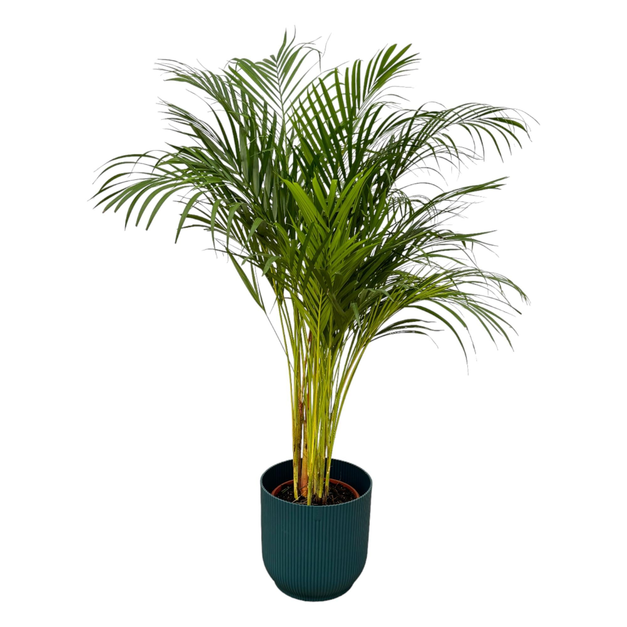 Dypsis lutescens - Areca-, Goldfruchtpalme mit Topf