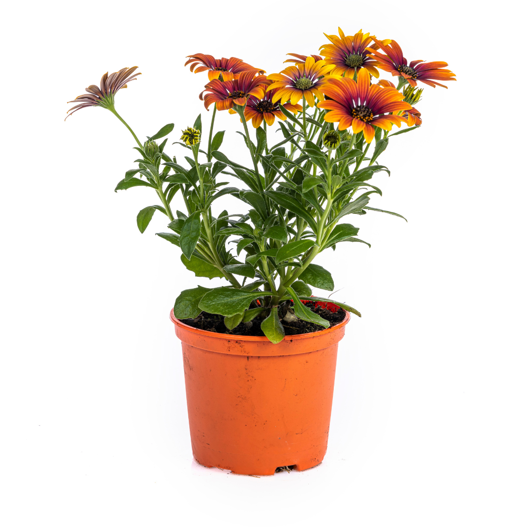 Osteospermum ecklonis - Kapkörbchen, Bornholmmargerite
